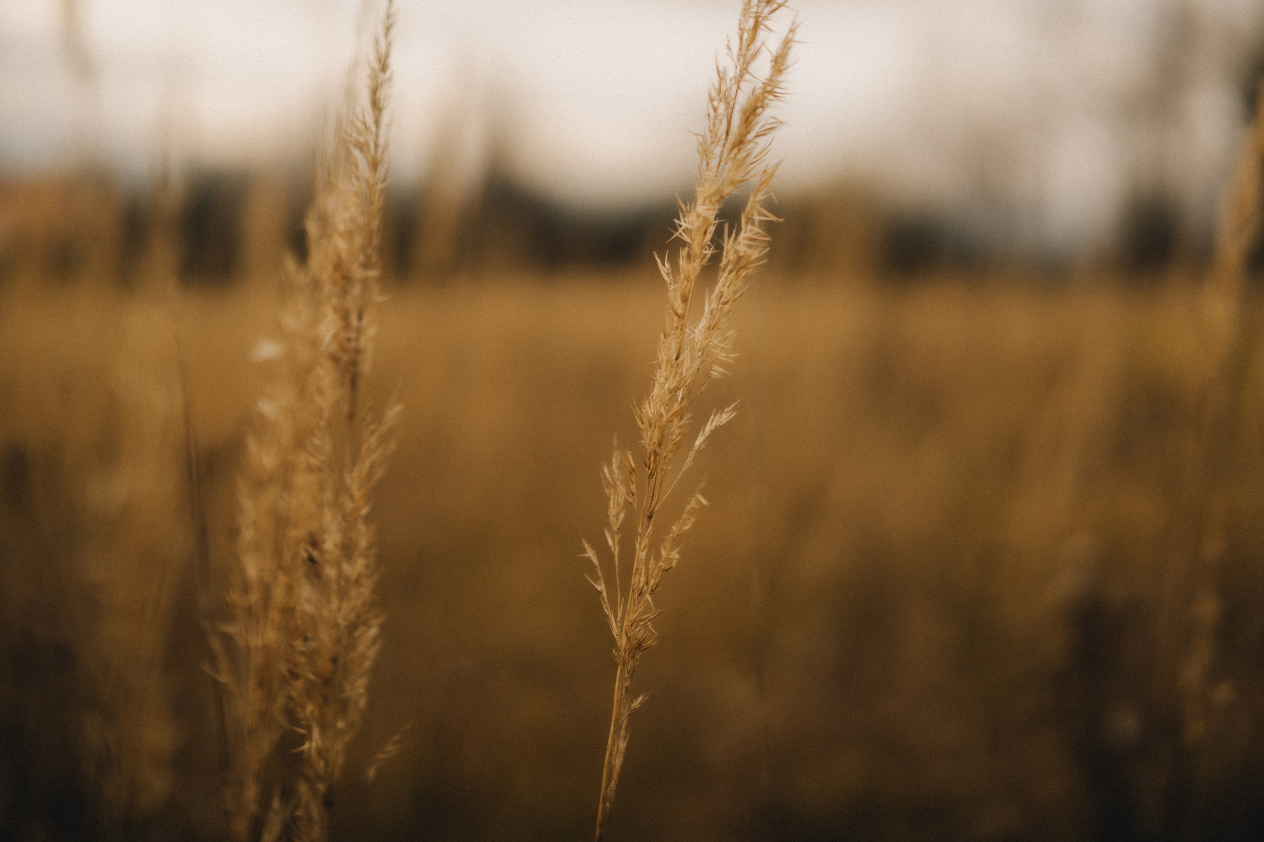 Лия | осенняя фотосессия у воды. Портретный фотограф Москва