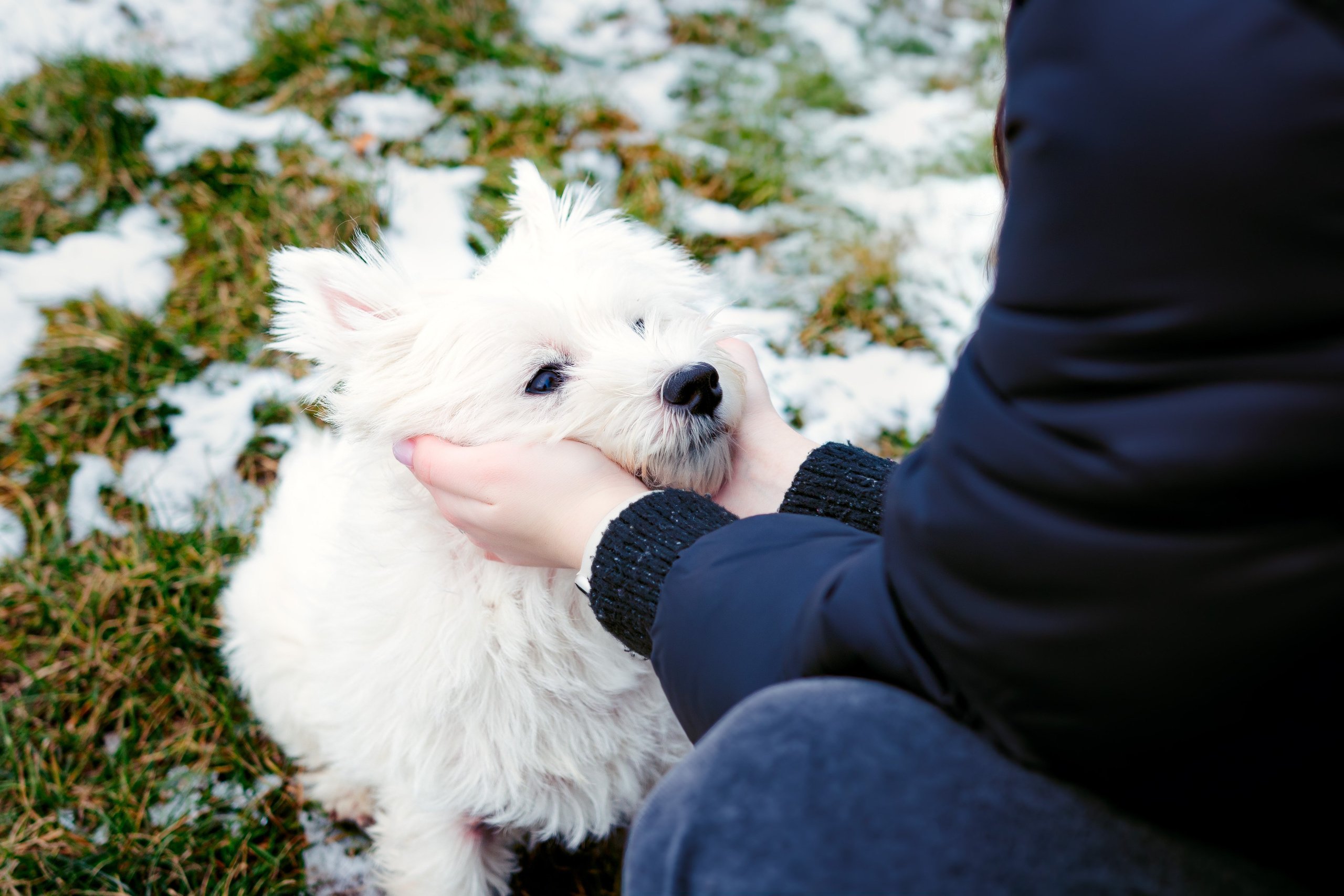 Фотосессия с щенком Минск