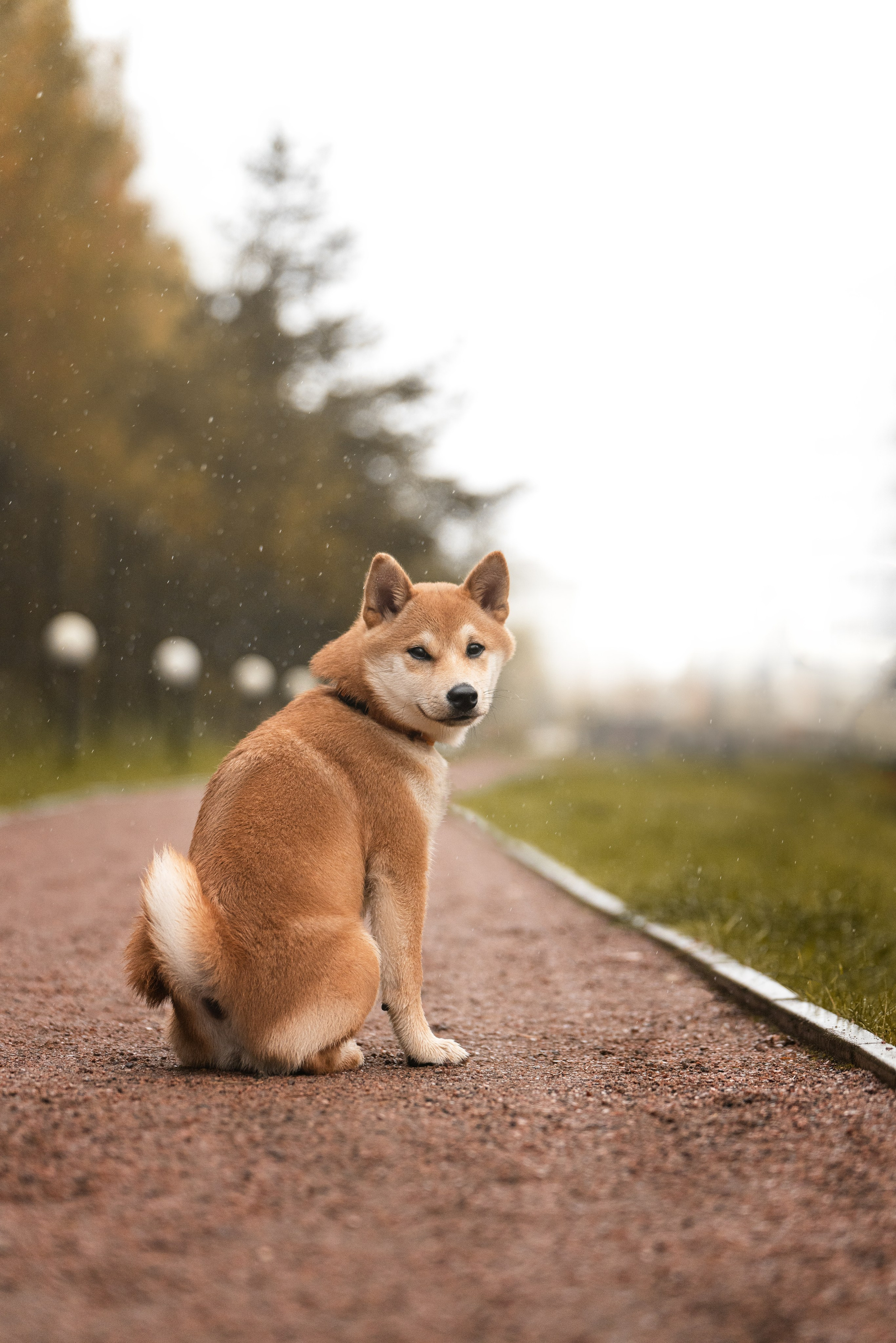 Сабуру. Фотограф анималист Осипчикова Мария