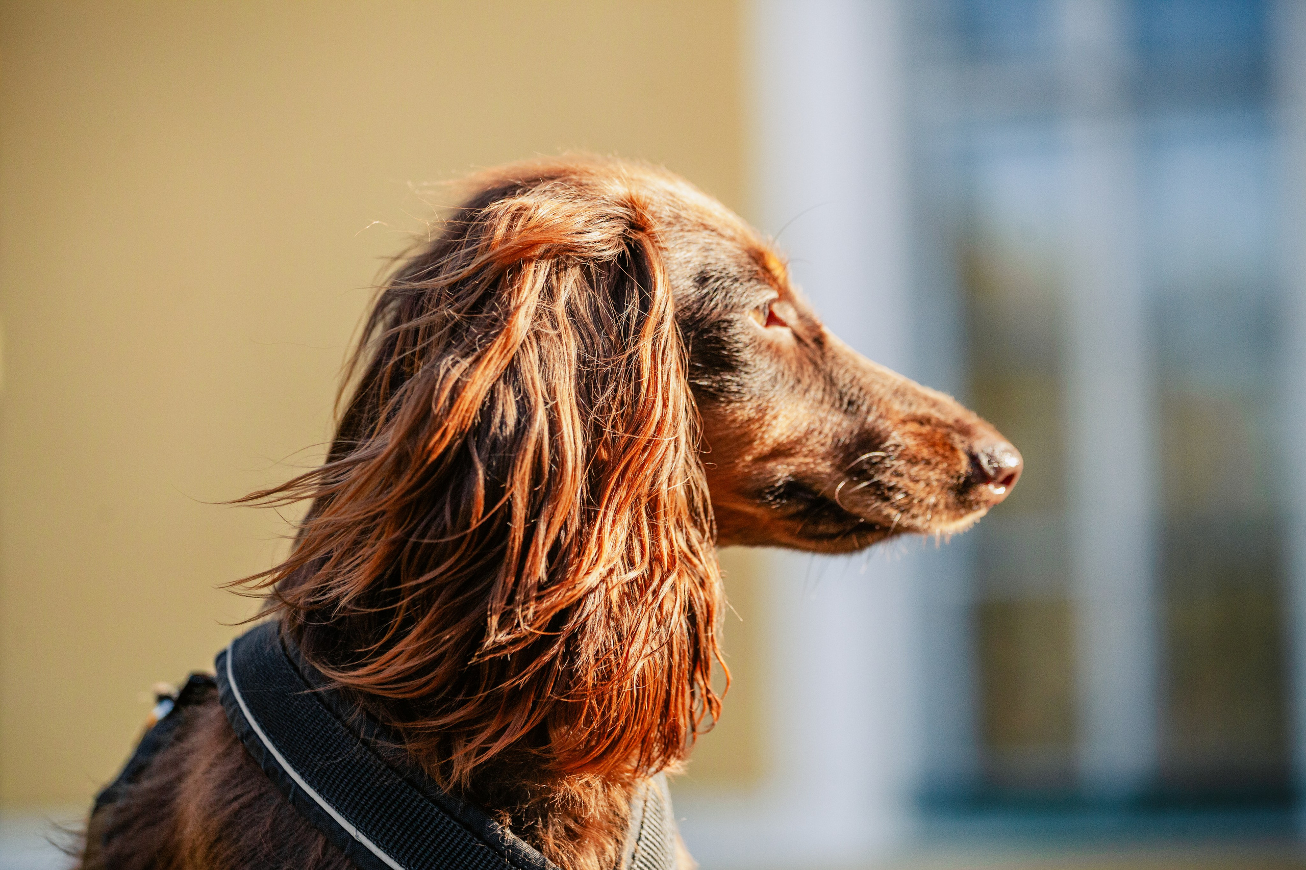 Света, Хайди, Богдана. Фотограф-анималист Татьяна Степанова