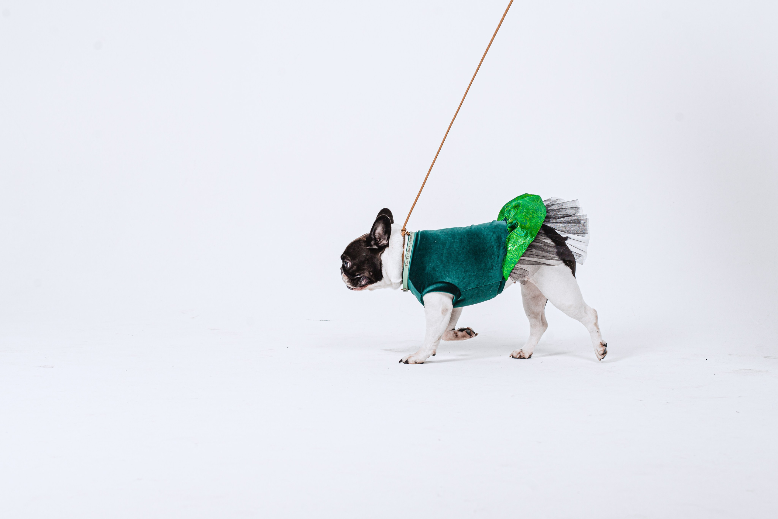 Пижамная вечеринка французских бульдогов и их хозяев. Фотограф-анималист Татьяна Степанова