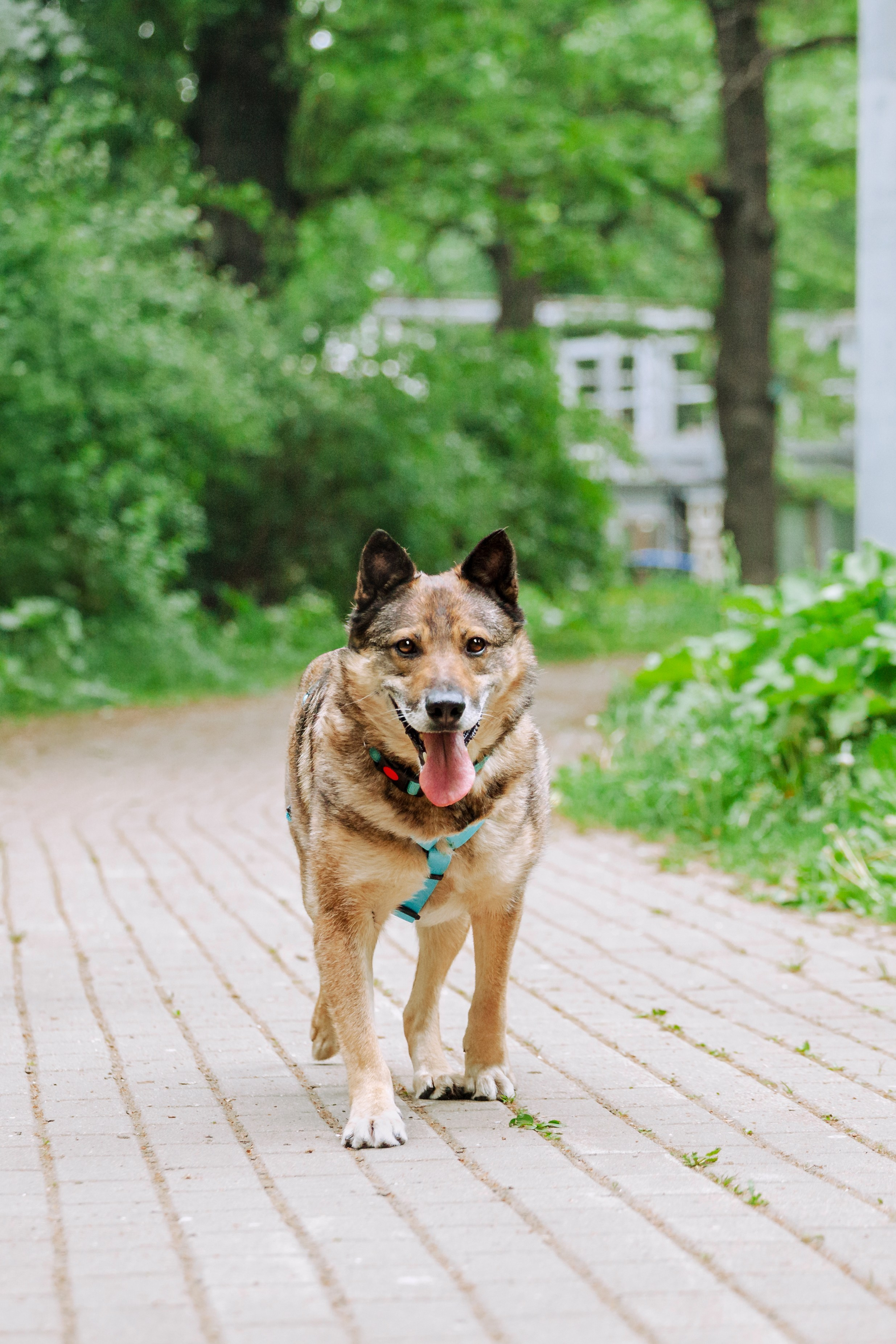 Собаки из приюта Дубовая роща лето 2025. Фотограф-анималист Татьяна Степанова
