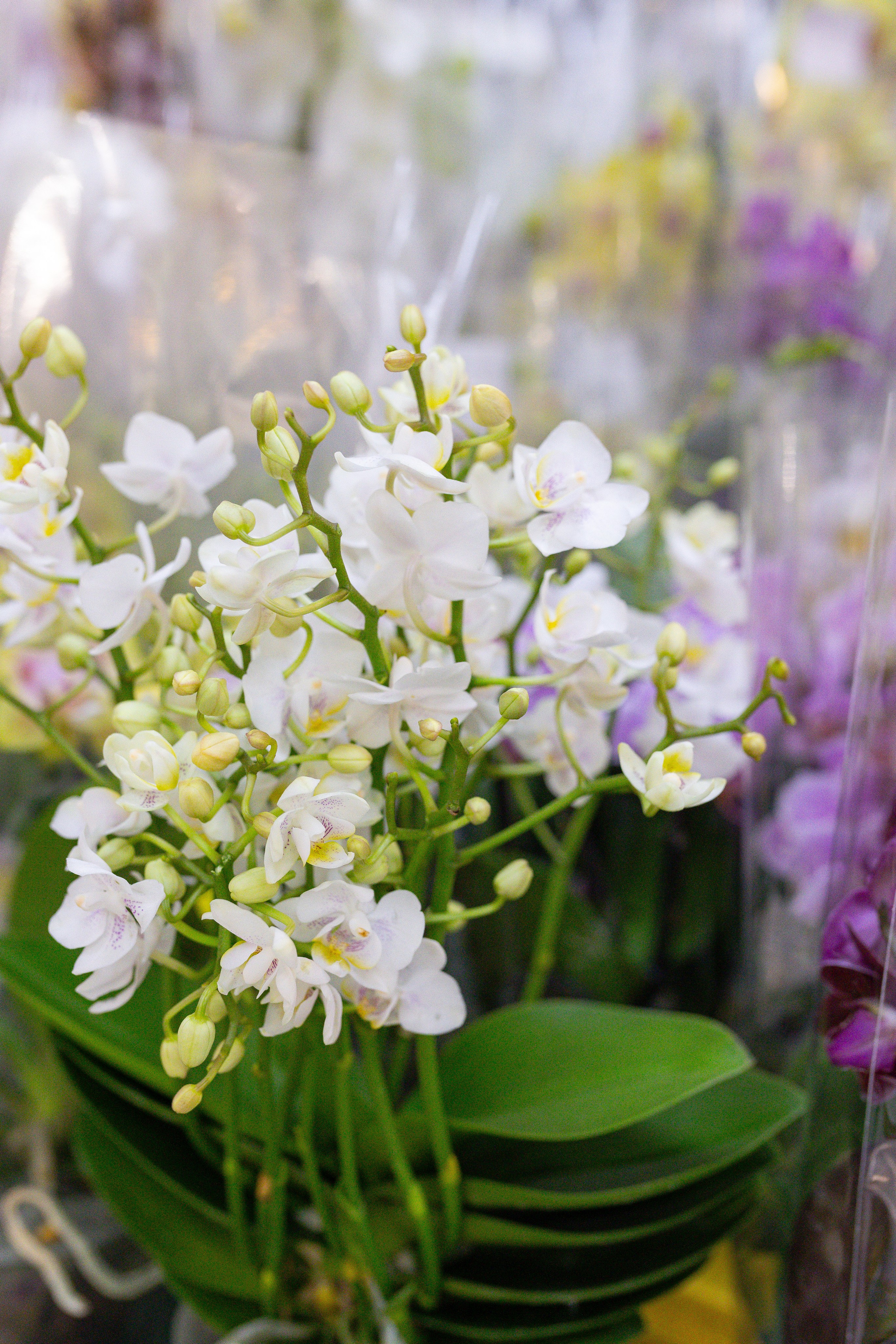 Орхидиум 12.2025. Александра Куликова фотограф, Москва