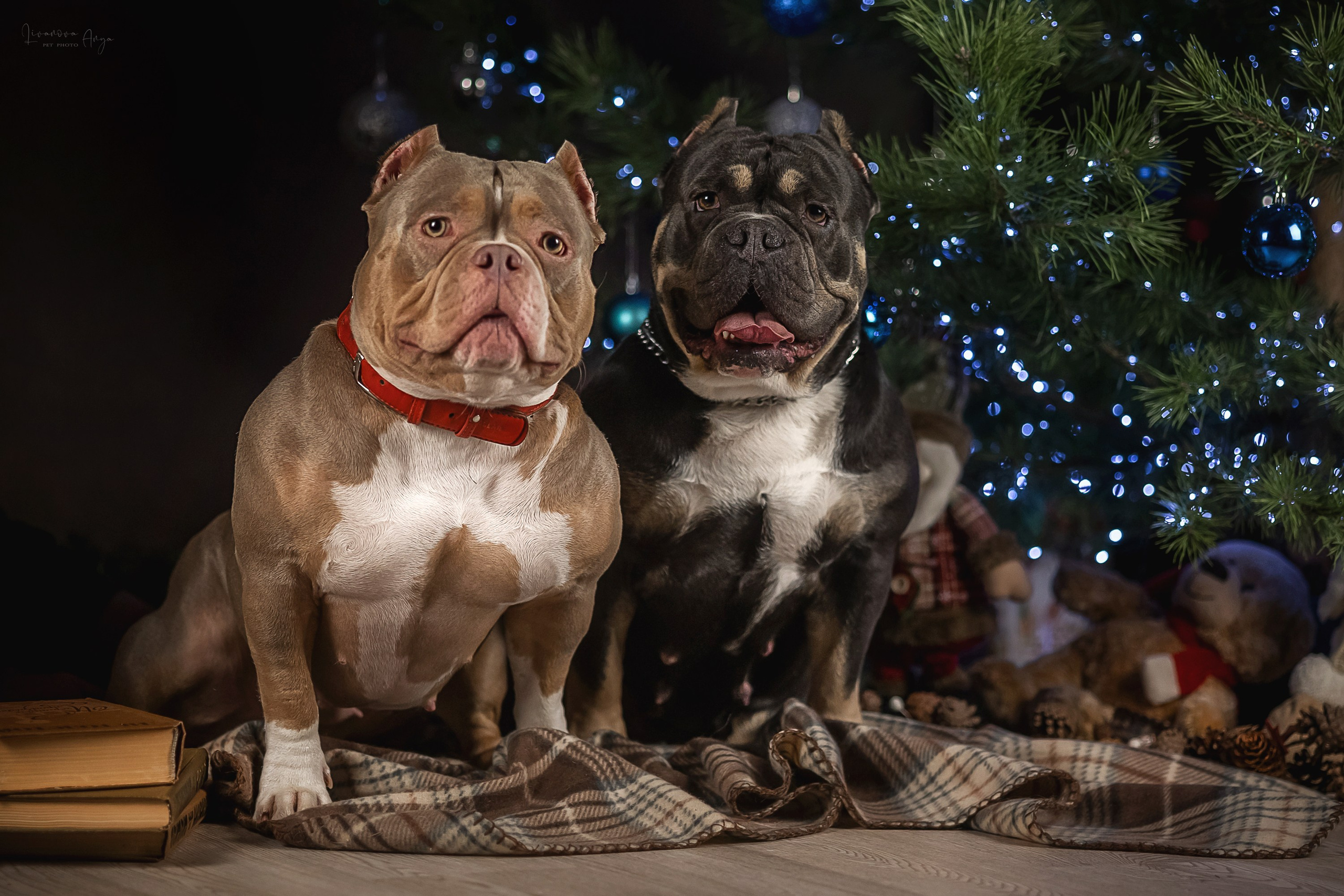 Фотодень_2 2025. Фотограф анималист Аня Ливанова | Рыбинск