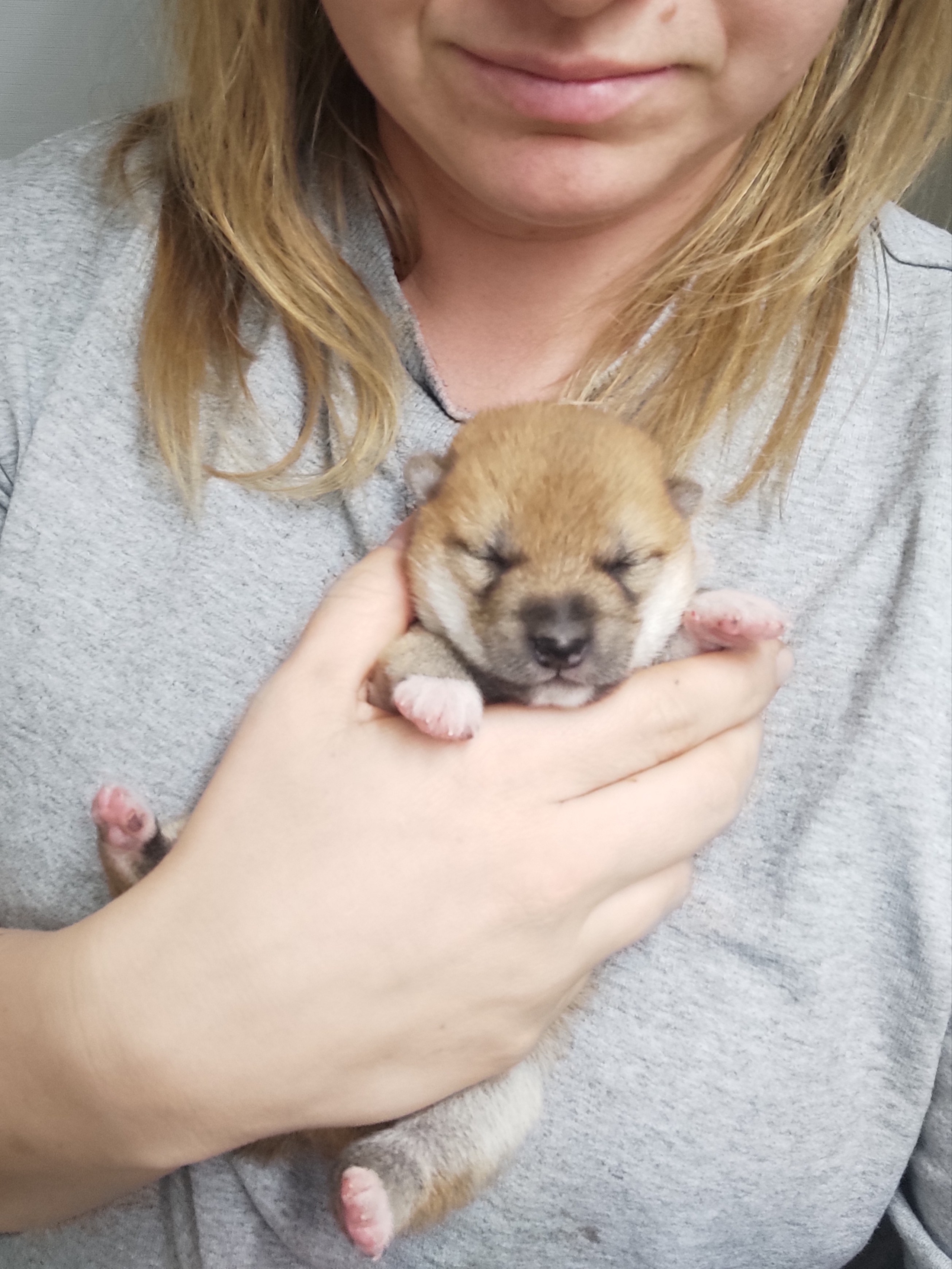 сиба питомник Рубилайт щенки на продажу rubylight  сиба щенки купить СПб Санкт-Петербург 