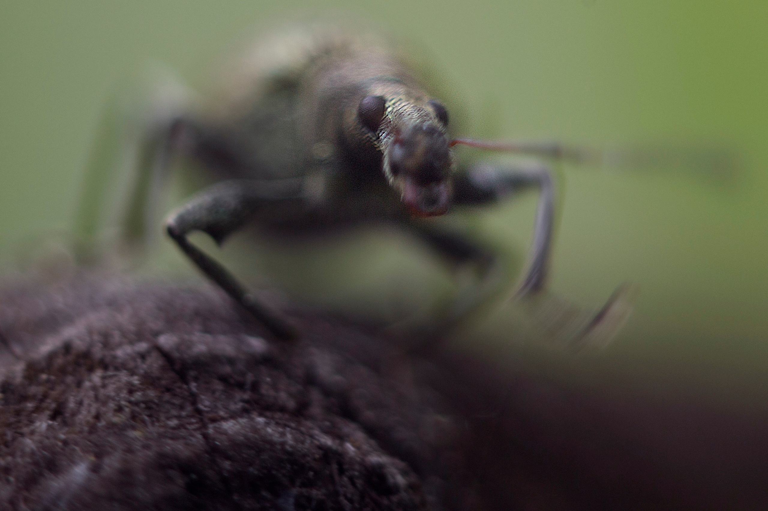 Макро. Фотограф Лагутин Анатолий