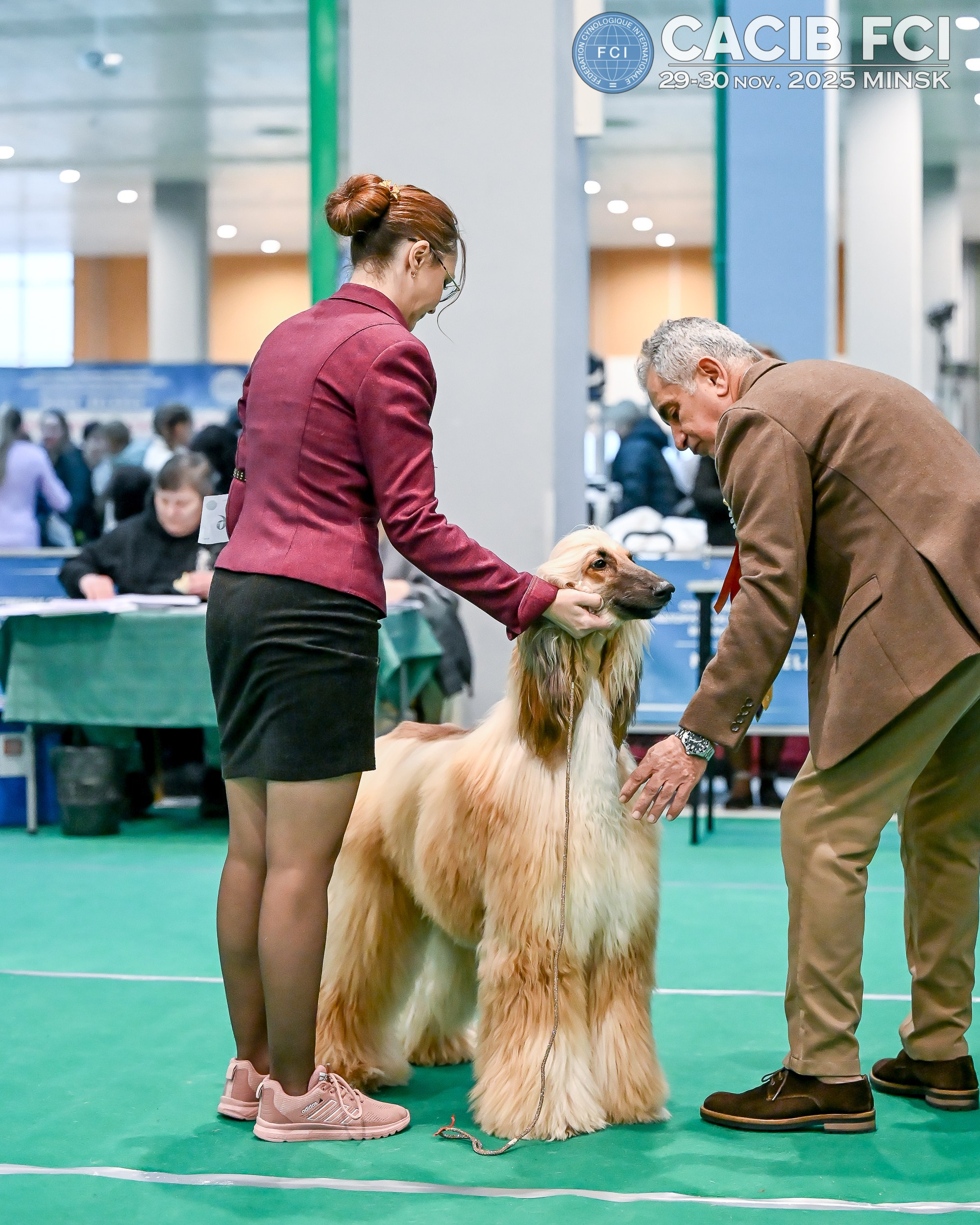 Международная выставка собак СACIB FCI 29-30.11.2025. Галерея фотографий афганской борзой