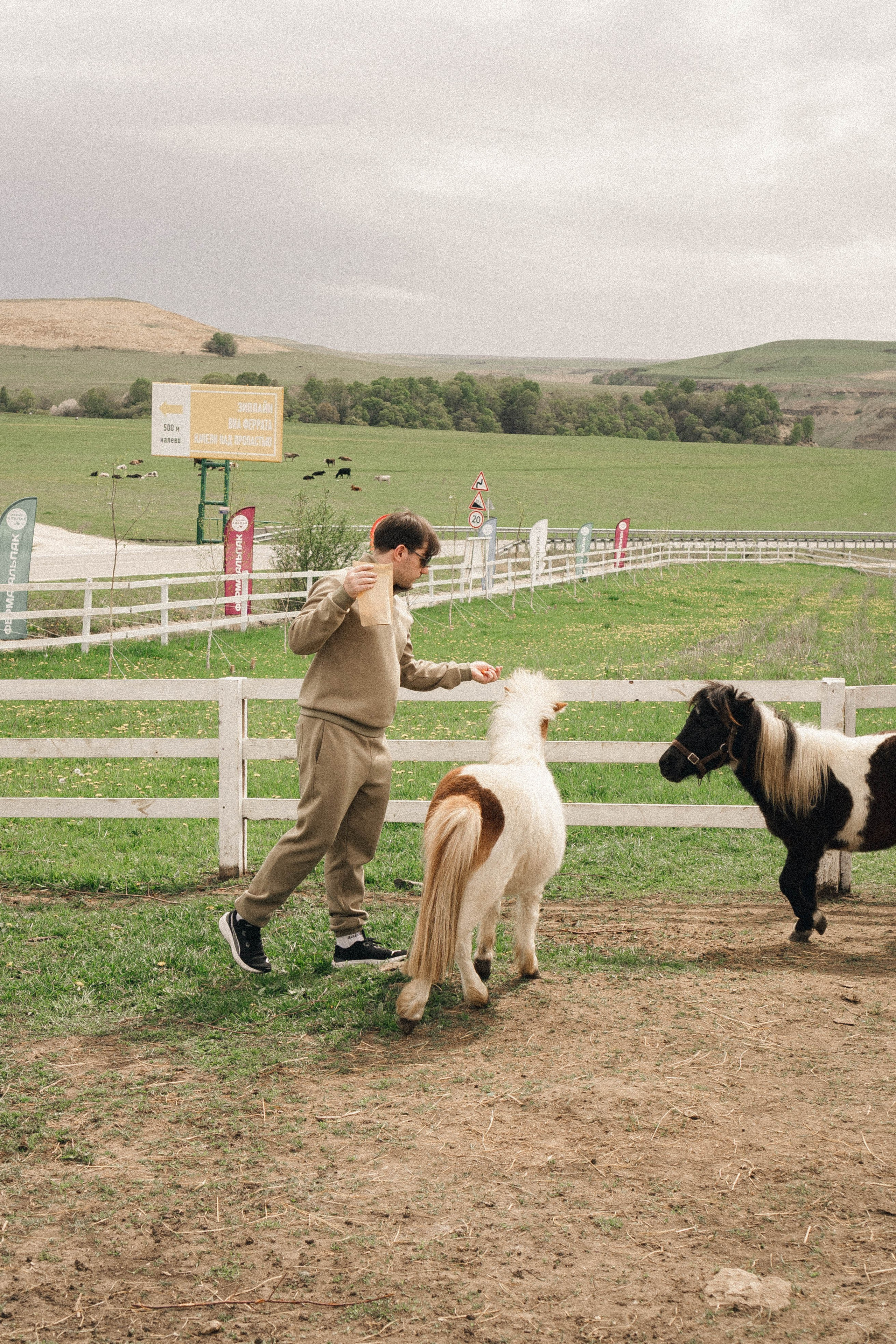 Ферма Альпак. Профессиональный фотограф, Санкт-Петербург — Виктория Богомолова