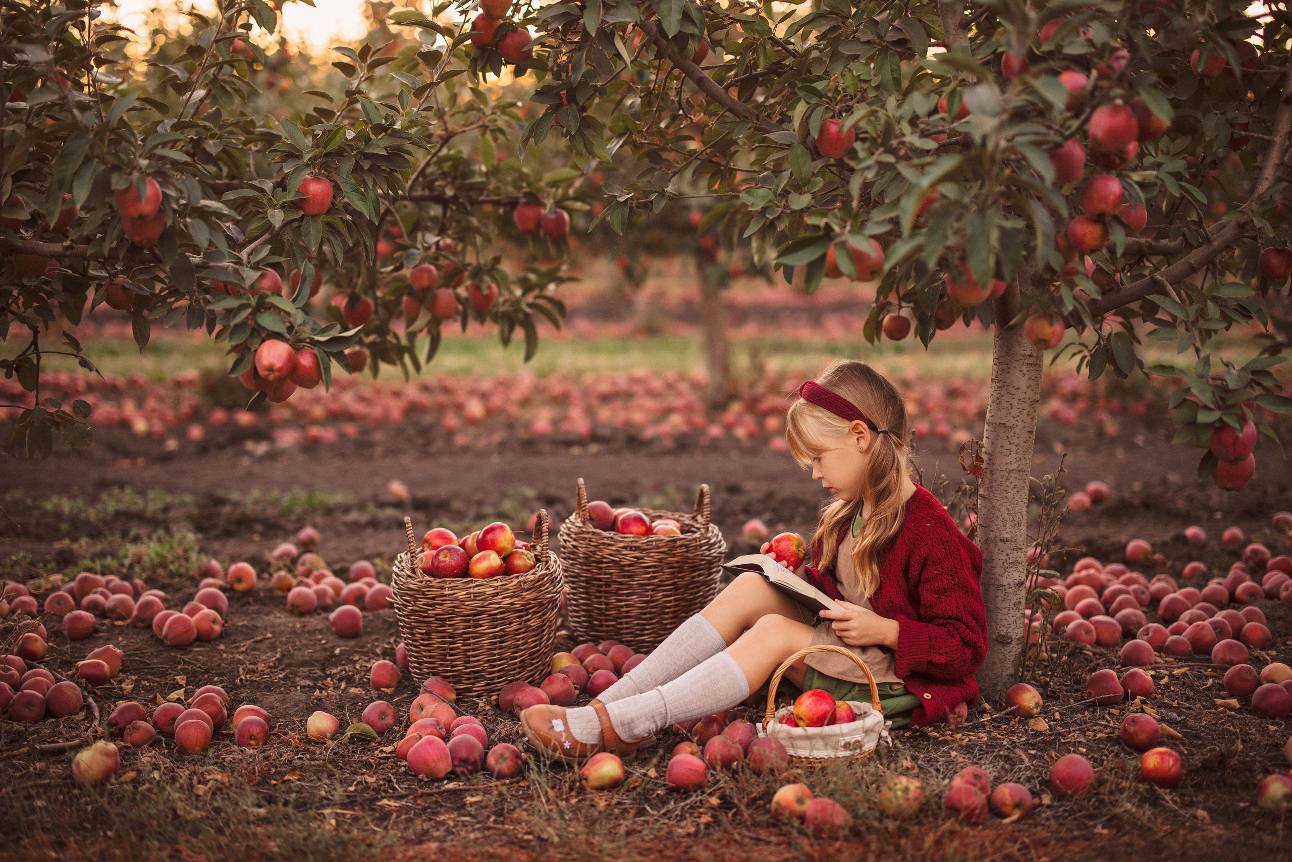 Сбор урожая Яблок. Семейный и детский фотограф в Краснодаре Анна Трашкова