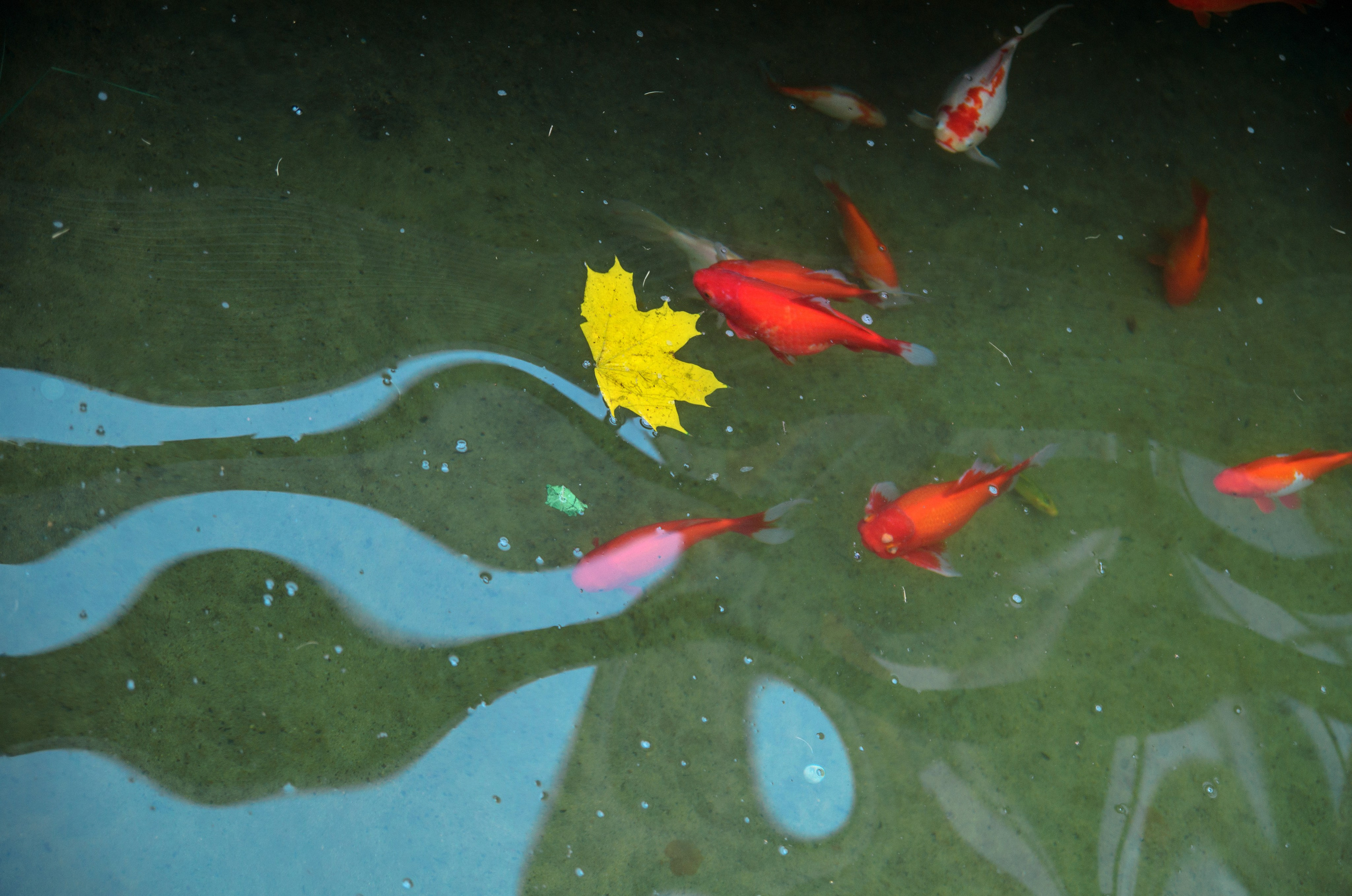 Животные. Фото, видео, монтаж