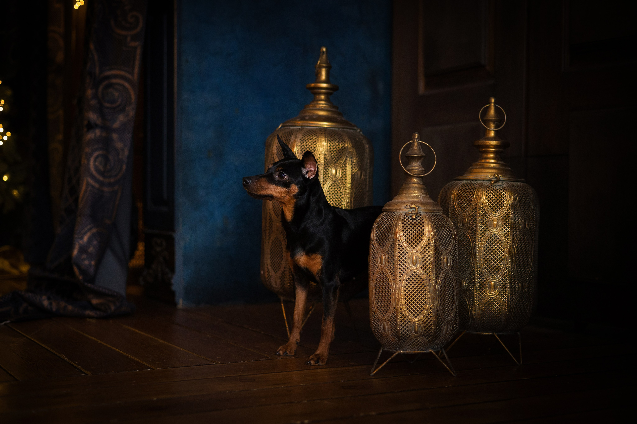 Портфолио. Фотограф-анималист в Екатеринбурге Марина Шишкина