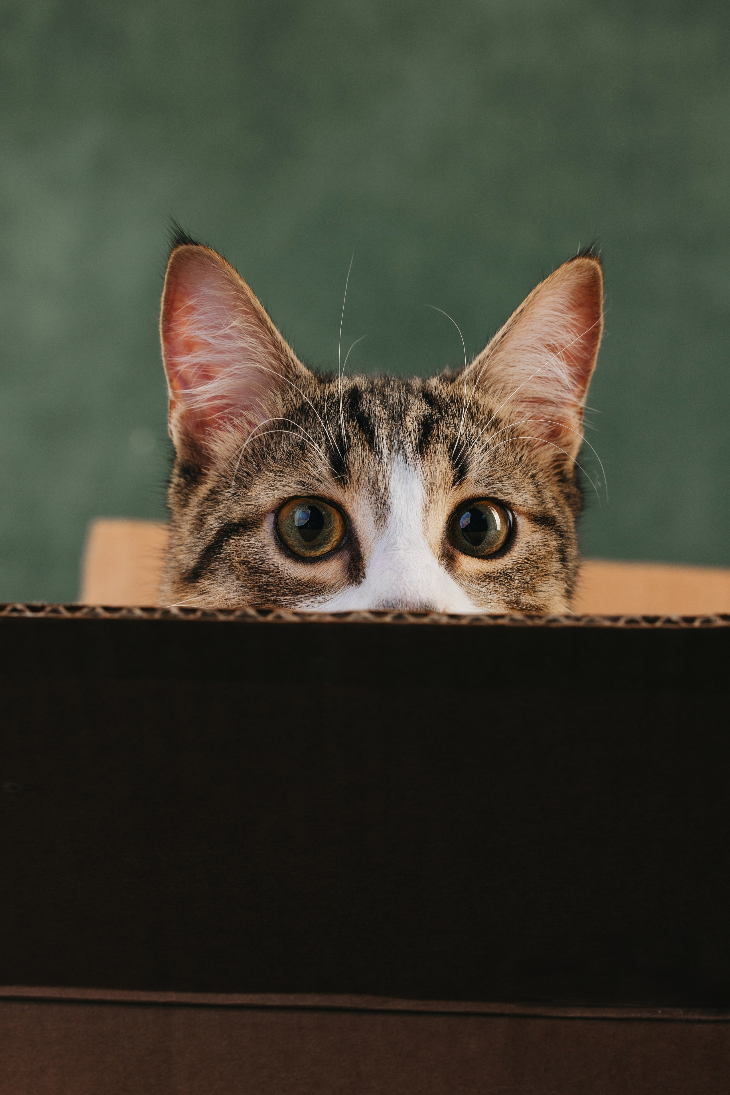 Коты Сет и Квентин. Фотограф анималист Осипчикова Мария