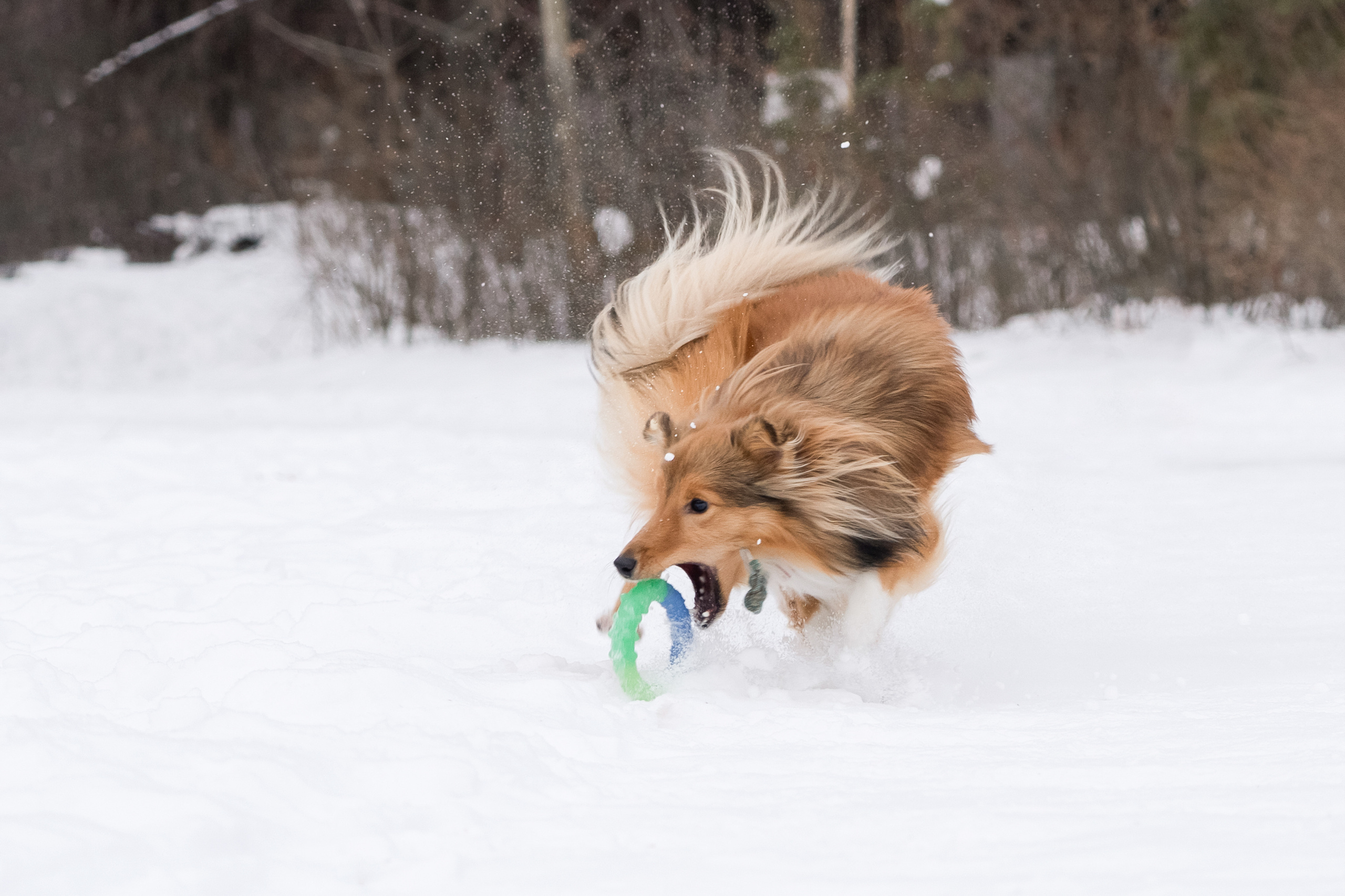 Локки и Руни. Фотограф-анималист Анастасия Большакова