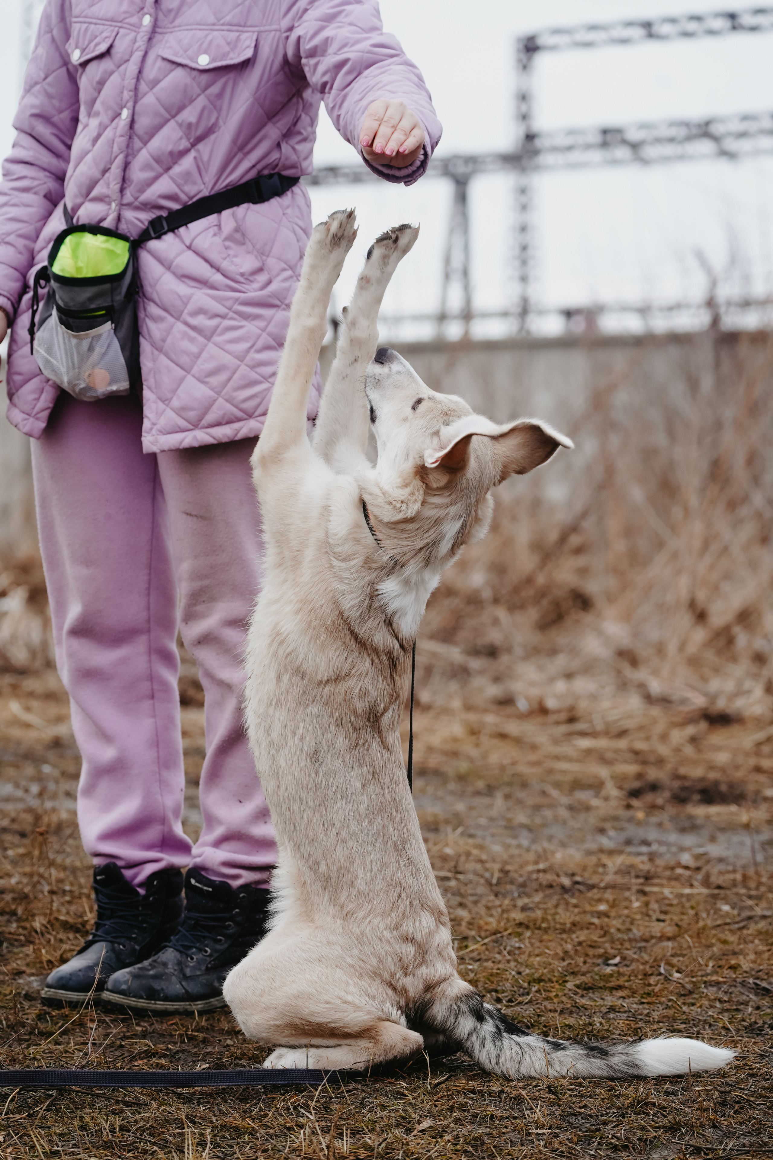 Клуб любителей собак «CANIS». Фотограф-анималист Анастасия Большакова