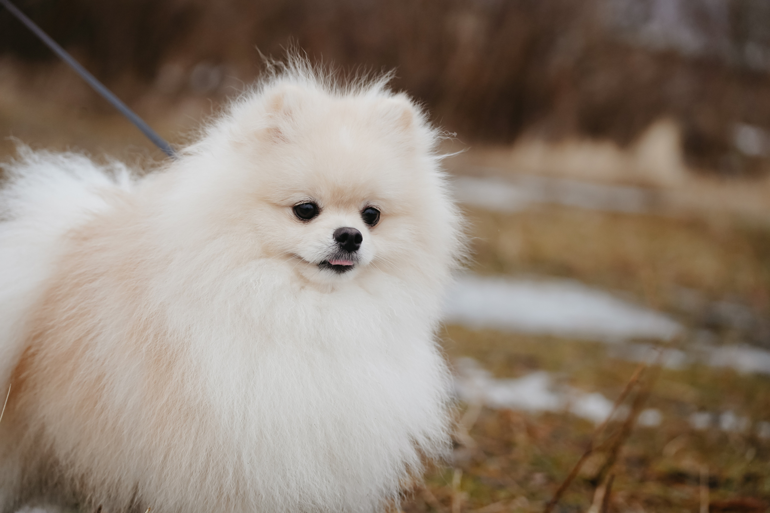 Клуб любителей собак «CANIS». Фотограф-анималист Анастасия Большакова