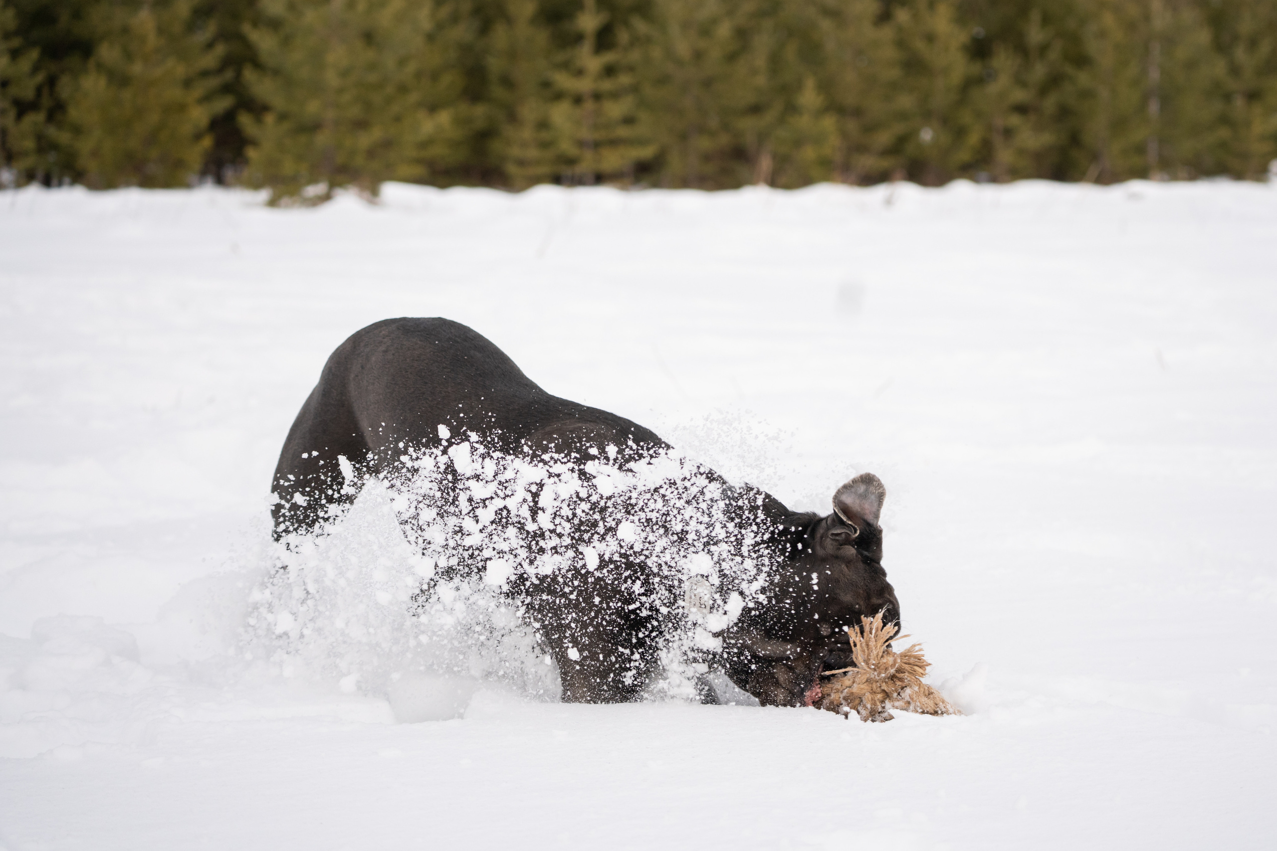 Ася и Батик. Фотограф-анималист Анастасия Большакова