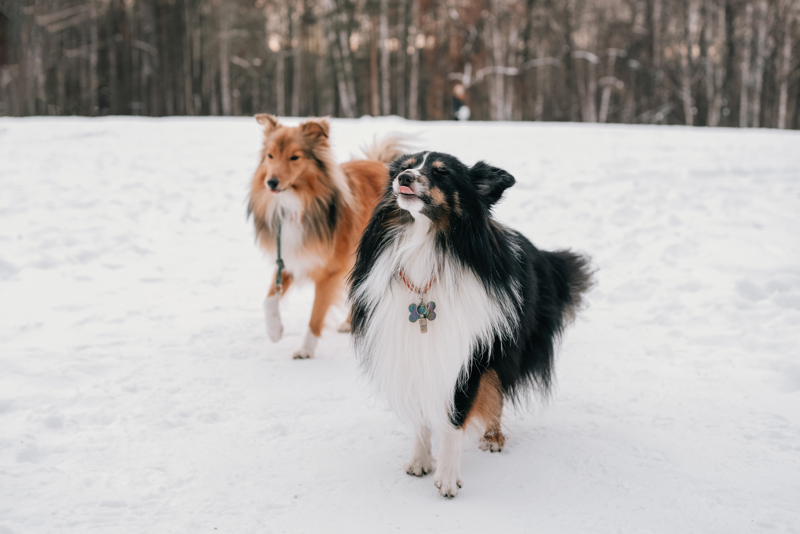 Локки и Руни. Фотограф-анималист Анастасия Большакова