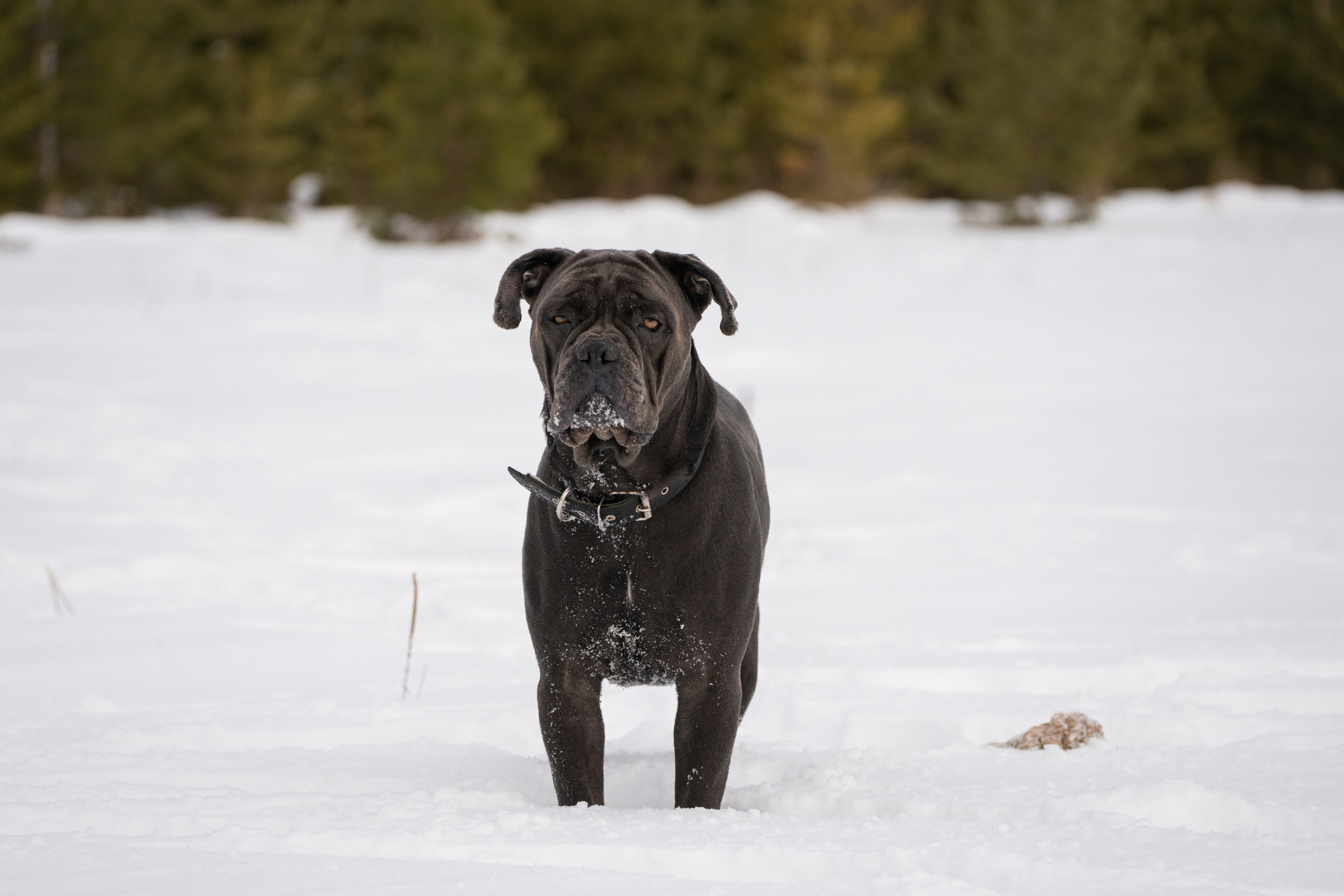 Ася и Батик. Фотограф-анималист Анастасия Большакова