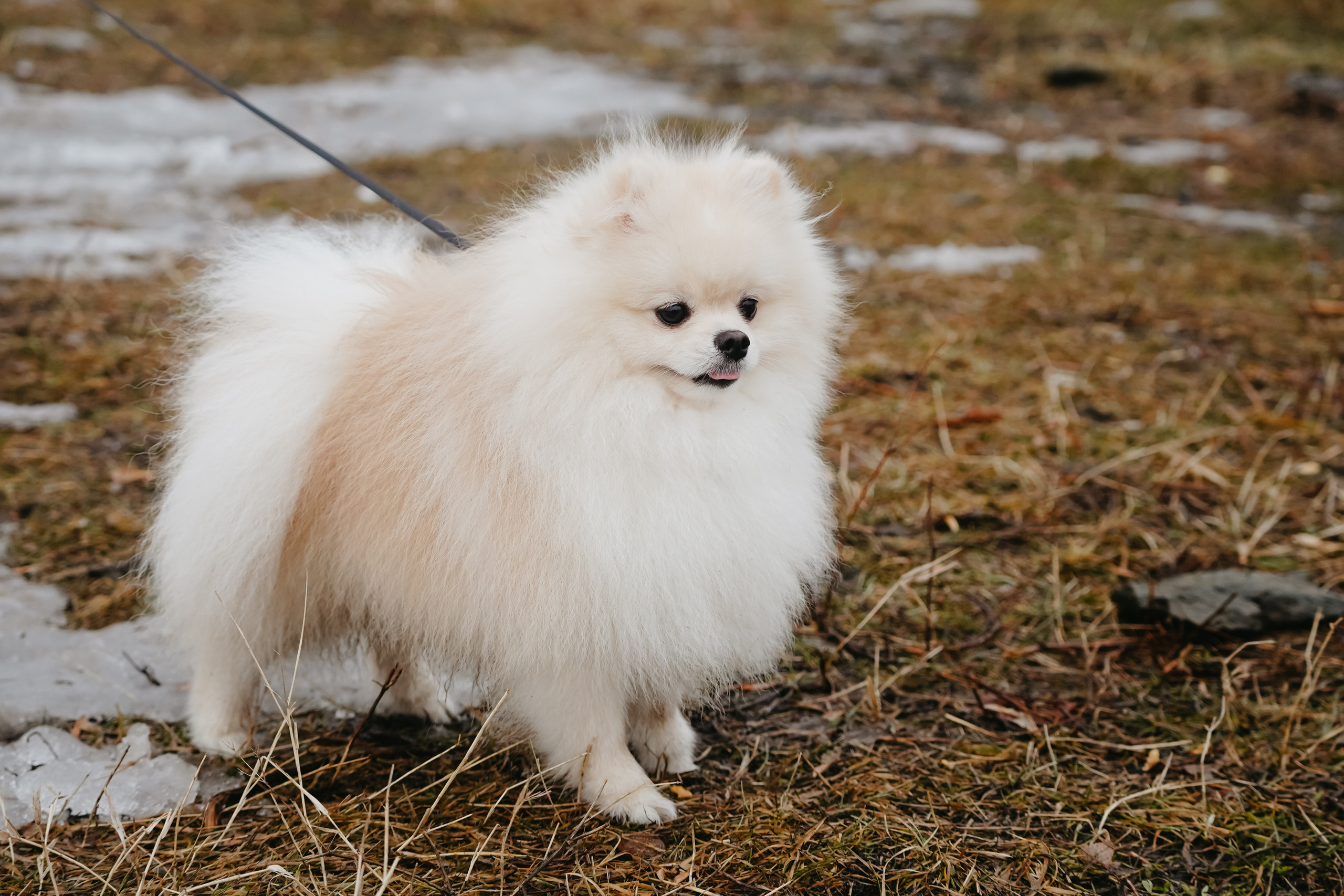 Клуб любителей собак «CANIS». Фотограф-анималист Анастасия Большакова