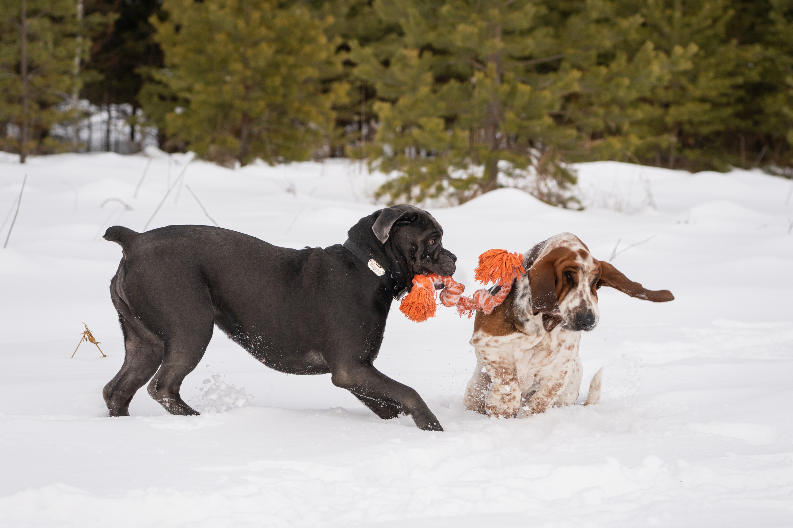 Ася и Батик. Фотограф-анималист Анастасия Большакова