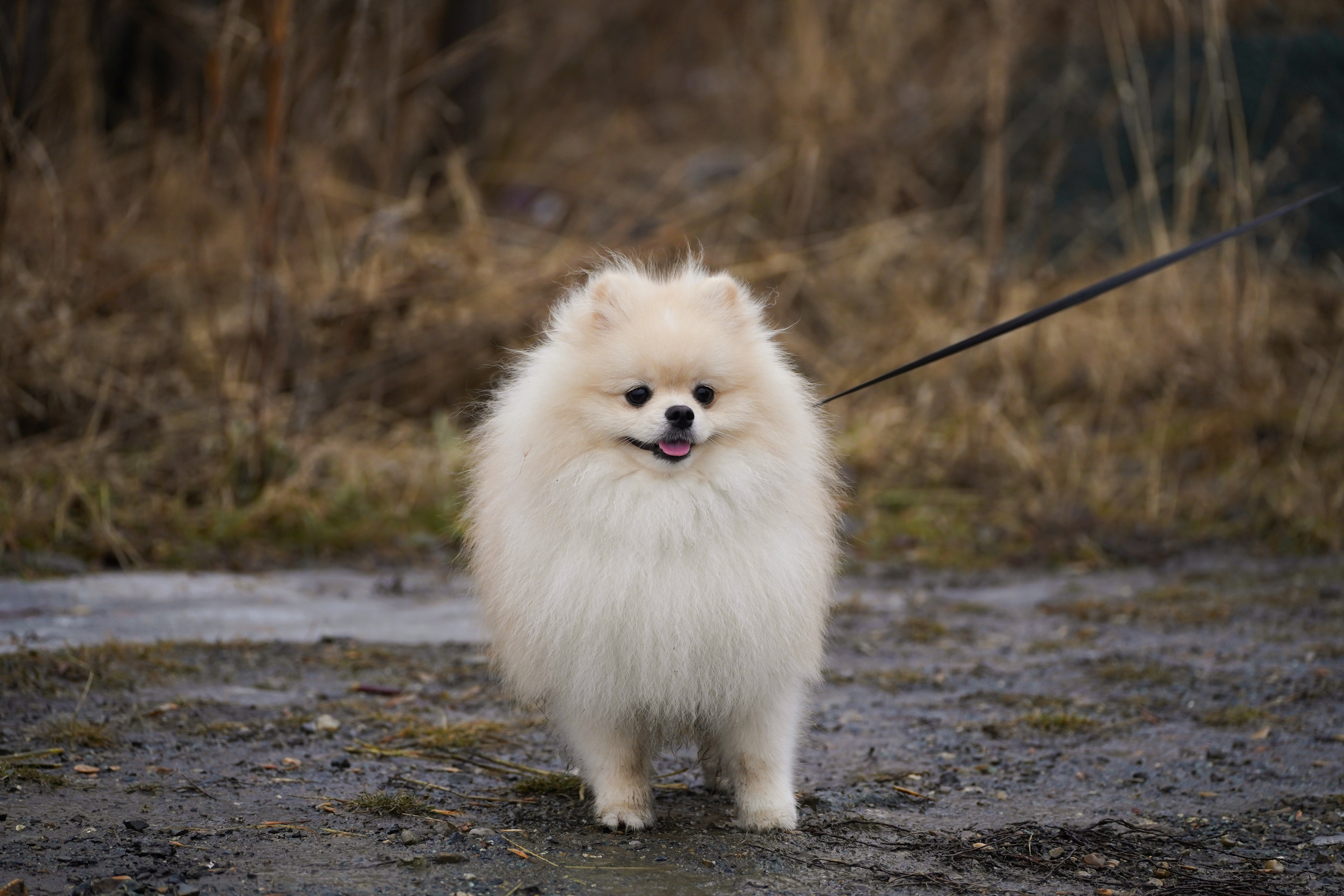 Клуб любителей собак «CANIS». Фотограф-анималист Анастасия Большакова