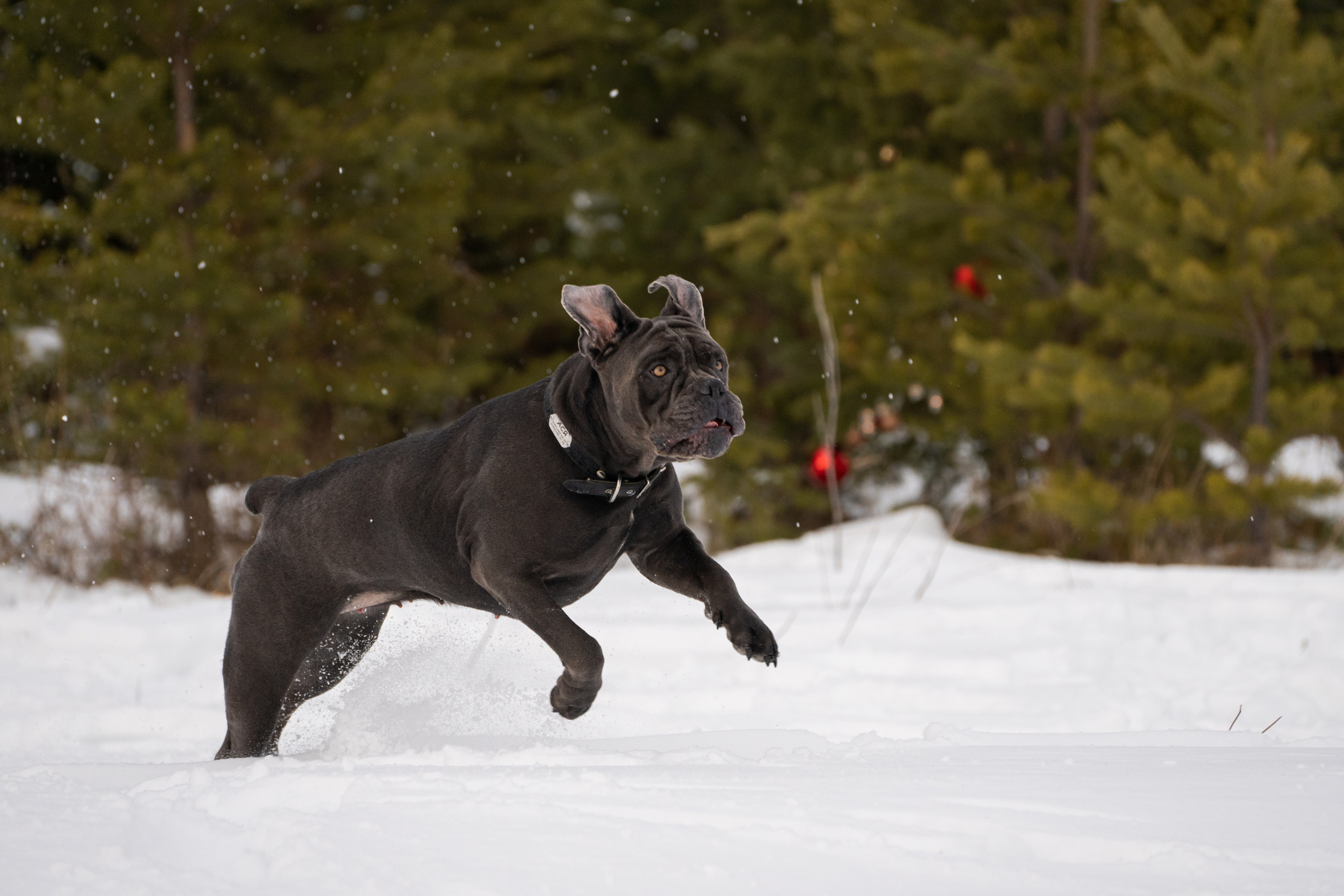 Ася и Батик. Фотограф-анималист Анастасия Большакова
