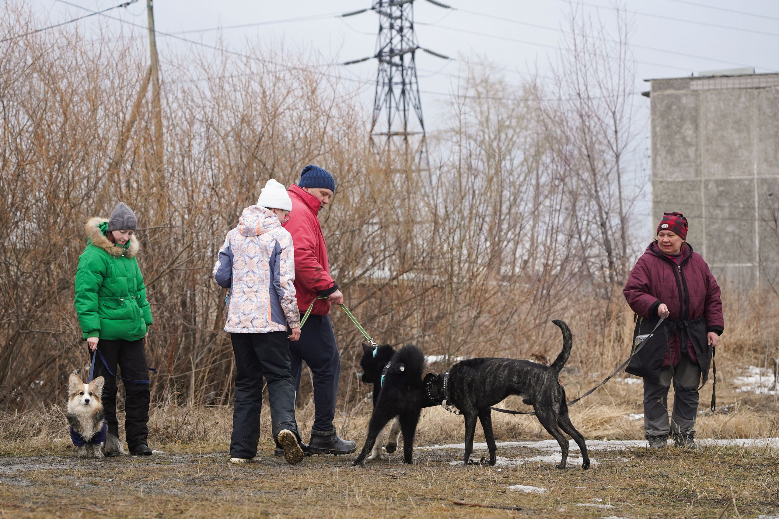Клуб любителей собак «CANIS». Фотограф-анималист Анастасия Большакова