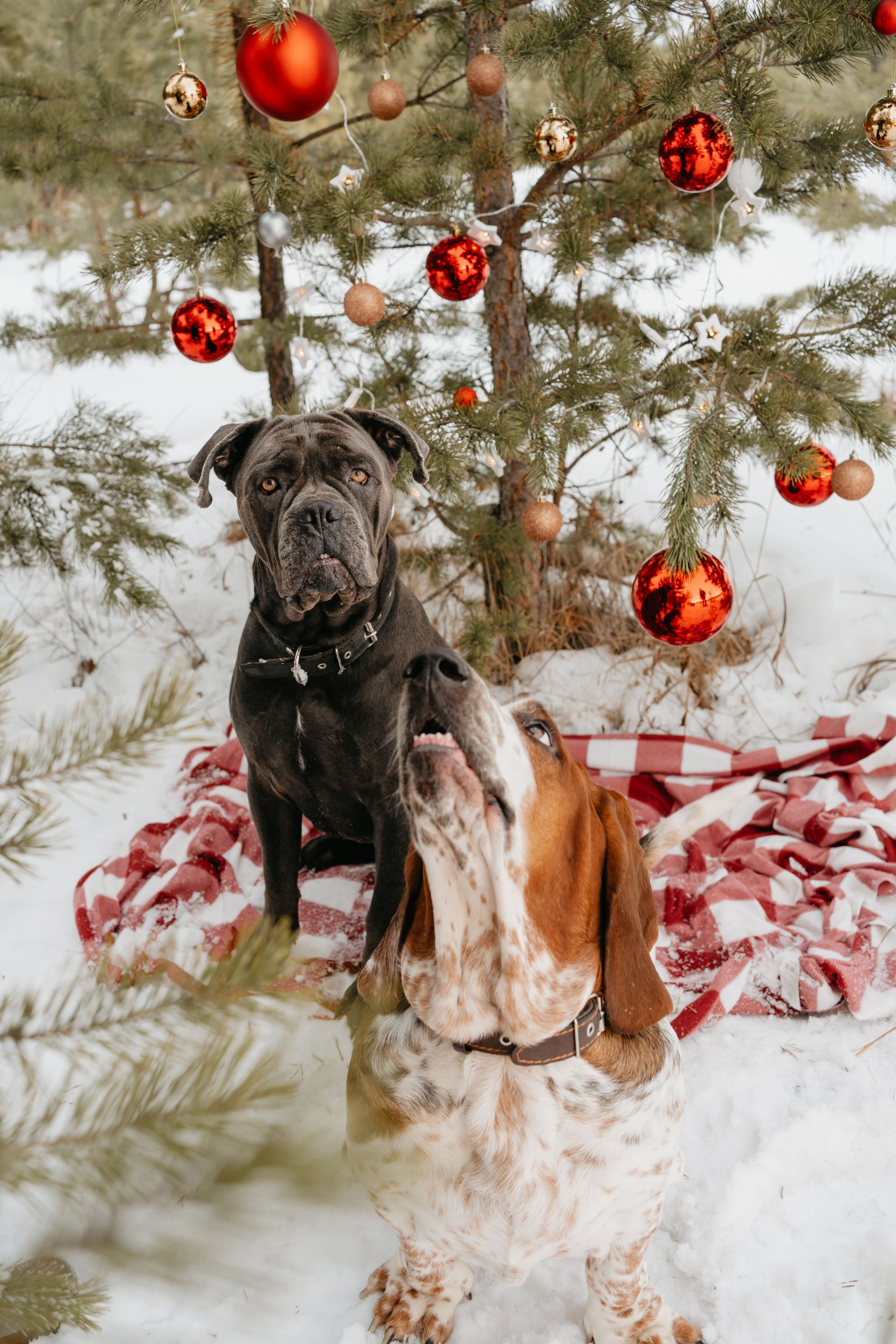 Ася и Батик. Фотограф-анималист Анастасия Большакова