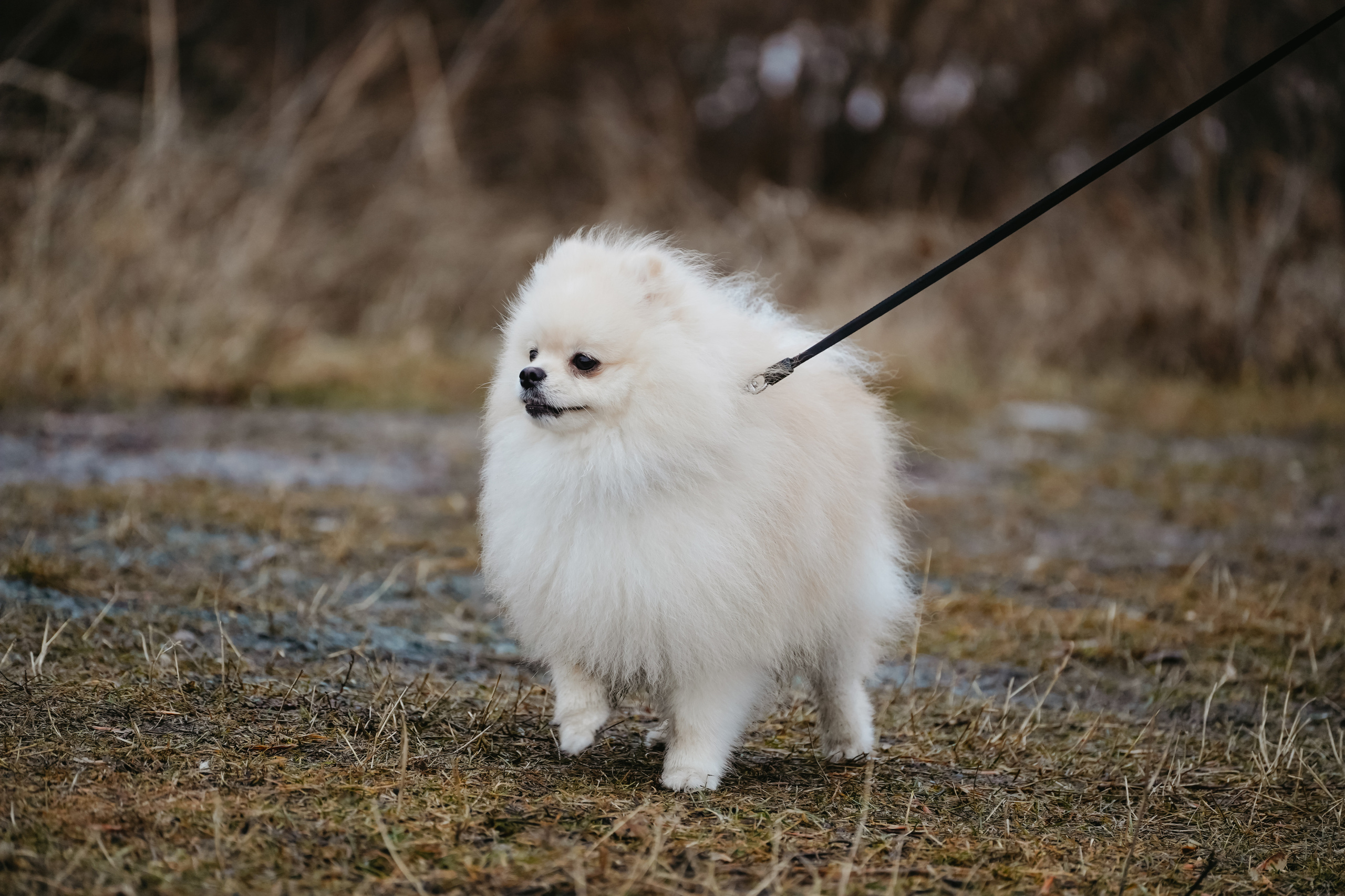 Клуб любителей собак «CANIS». Фотограф-анималист Анастасия Большакова