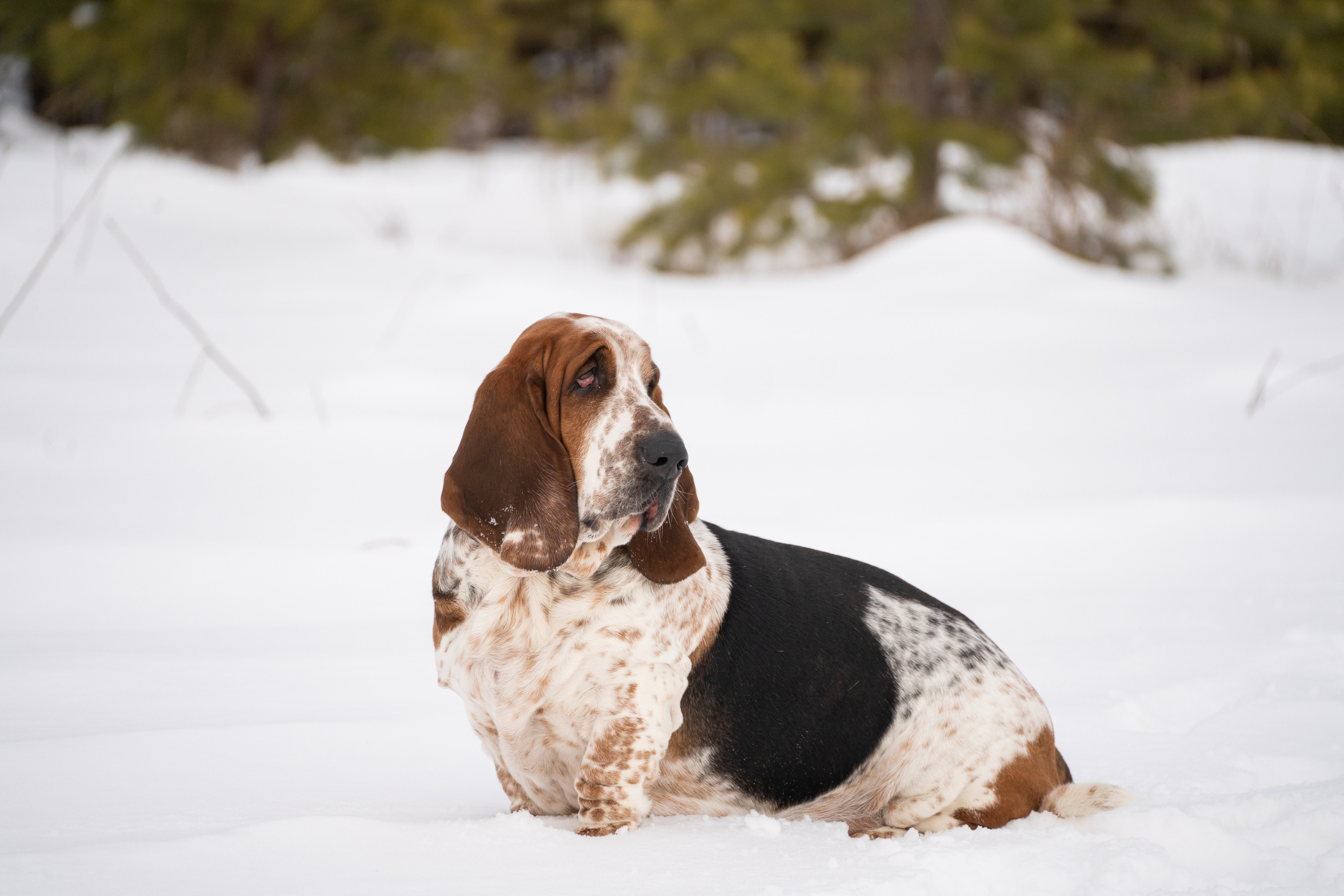 Ася и Батик. Фотограф-анималист Анастасия Большакова