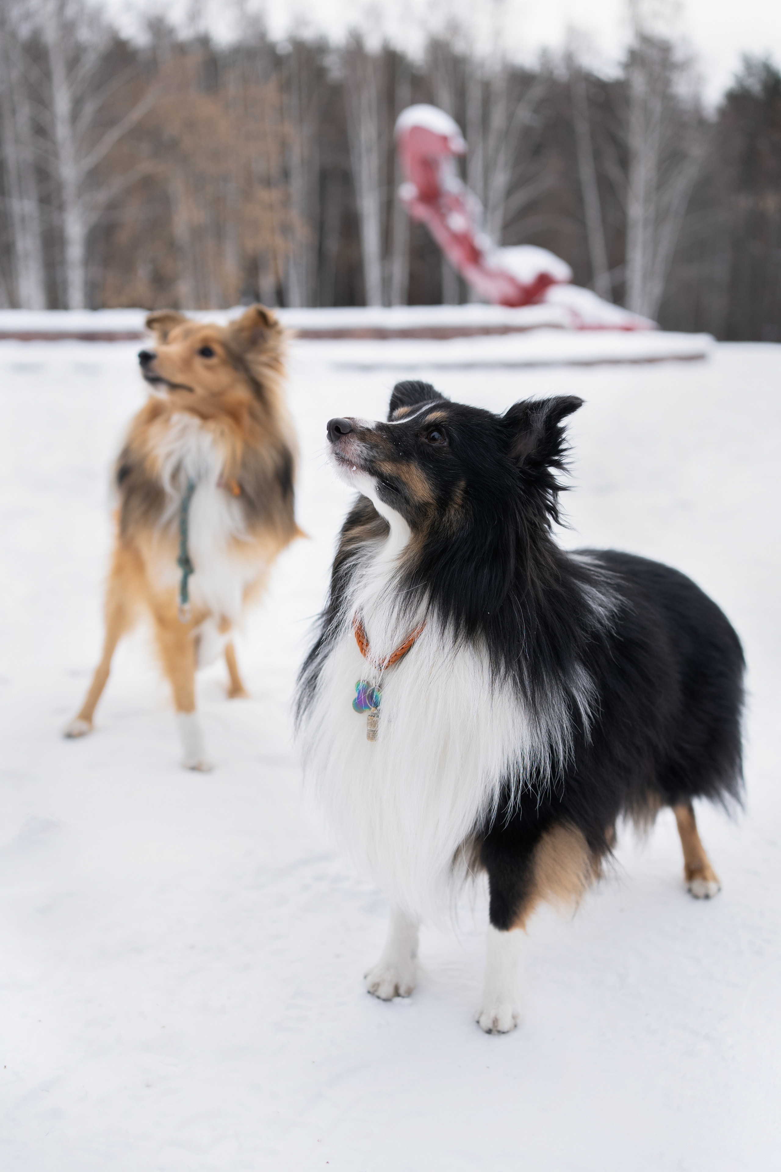 Локки и Руни. Фотограф-анималист Анастасия Большакова