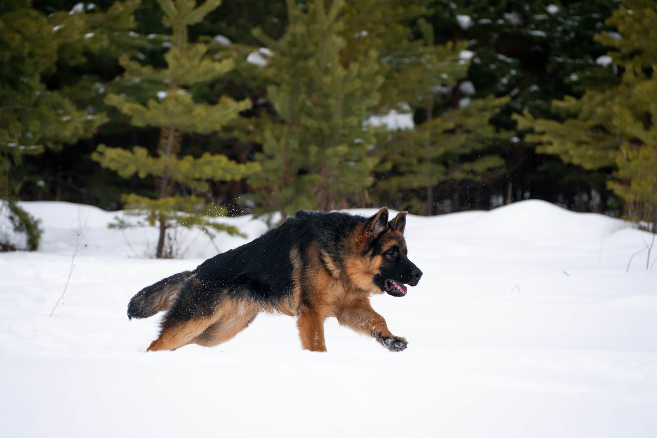 Байкал. Фотограф-анималист Анастасия Большакова