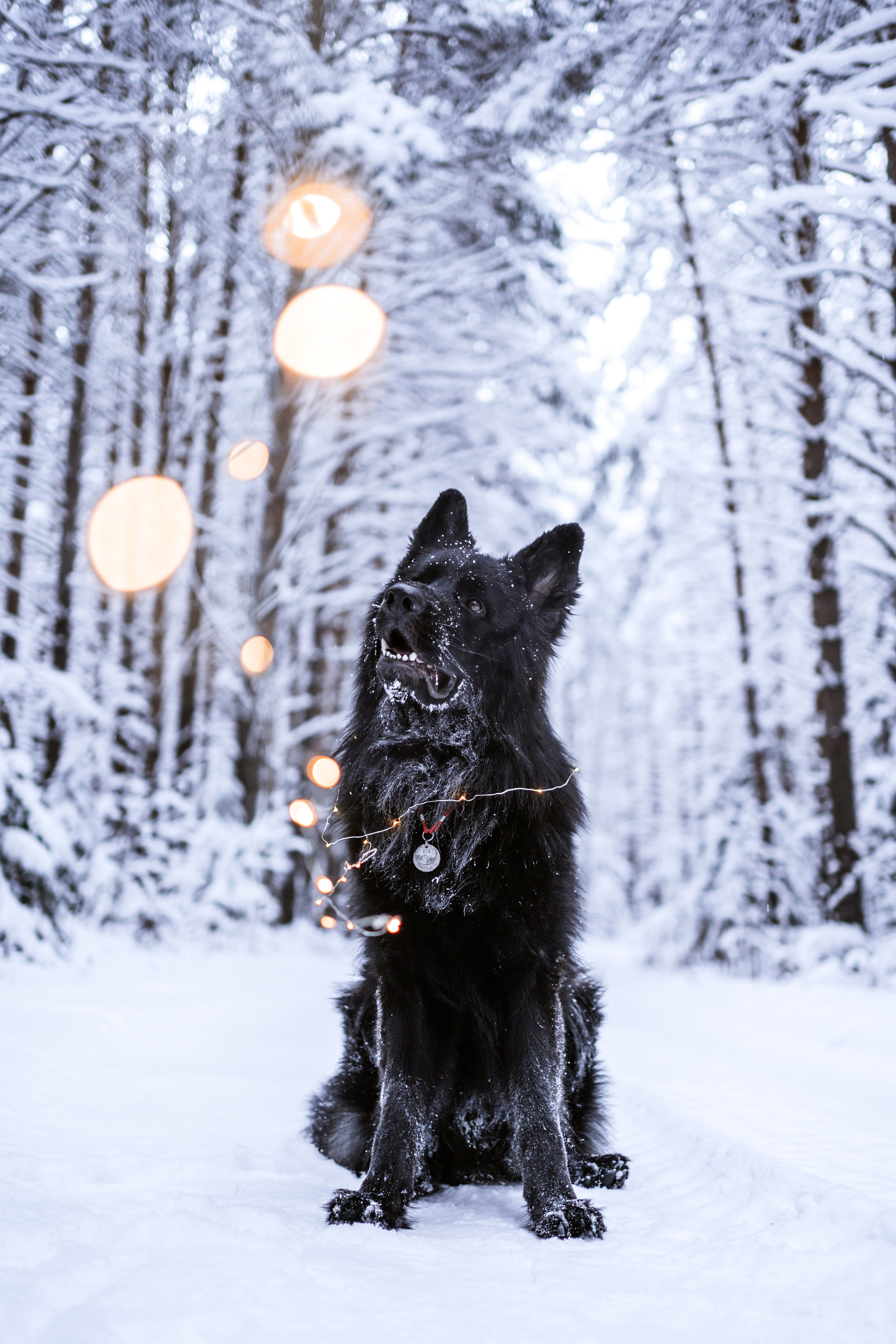 Кай. Фотограф-анималист Анастасия Большакова