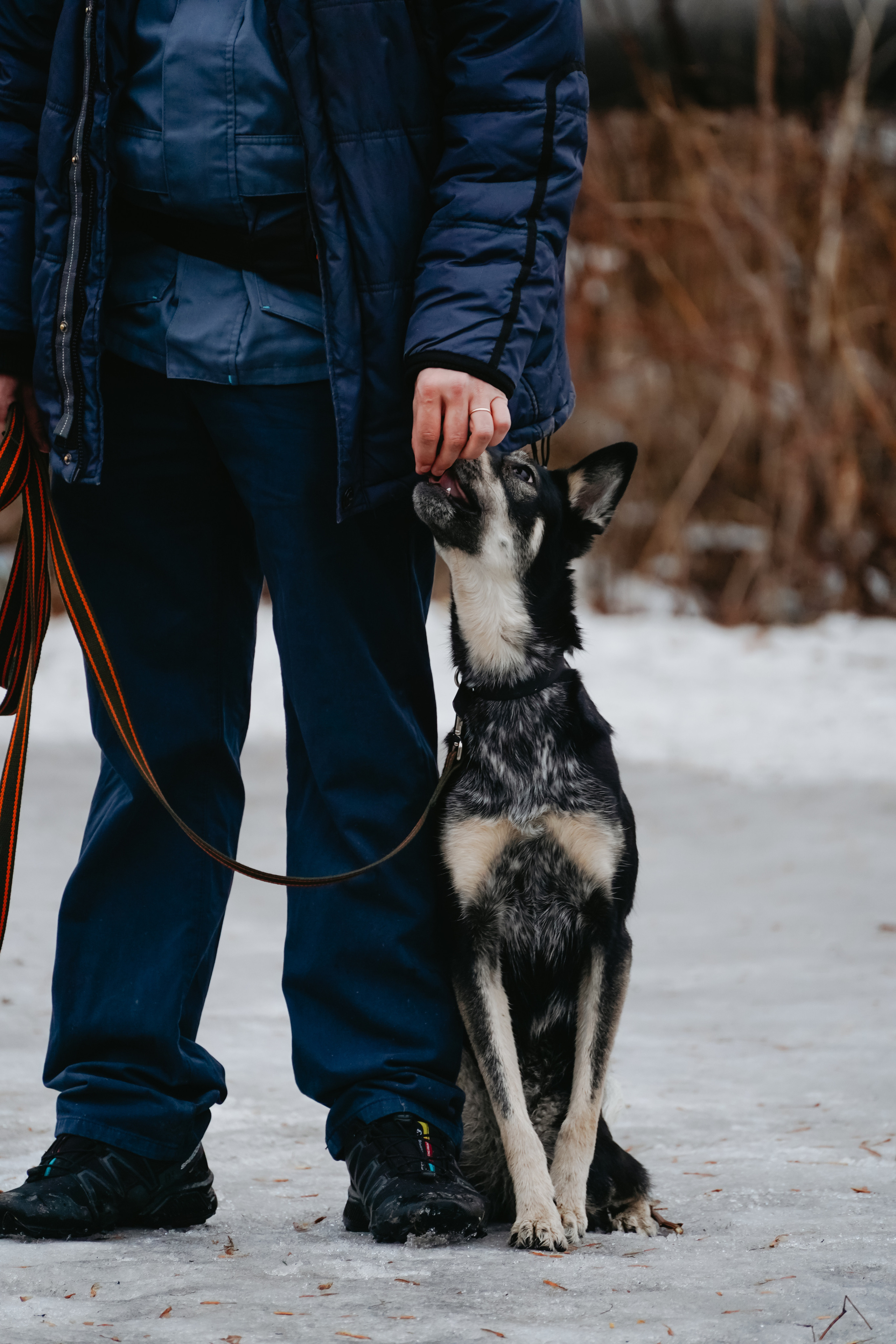 Клуб любителей собак «CANIS». Фотограф-анималист Анастасия Большакова