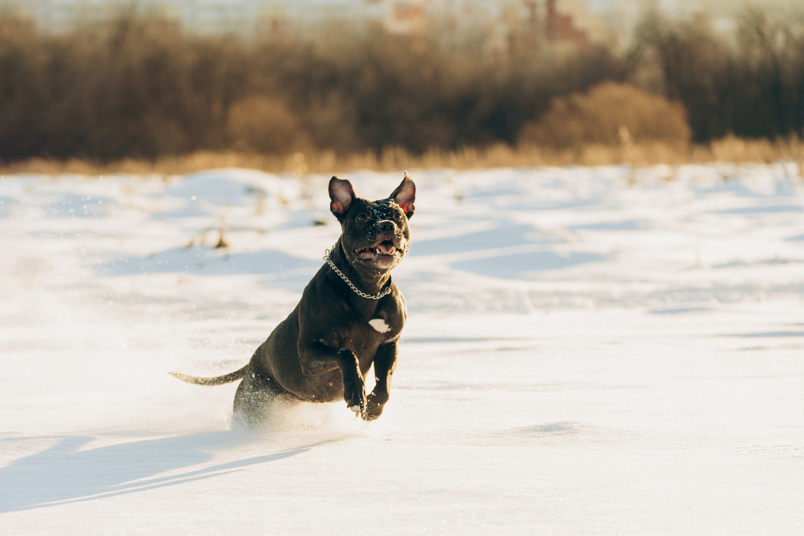 Мэгги. Фотограф-анималист Анастасия Большакова