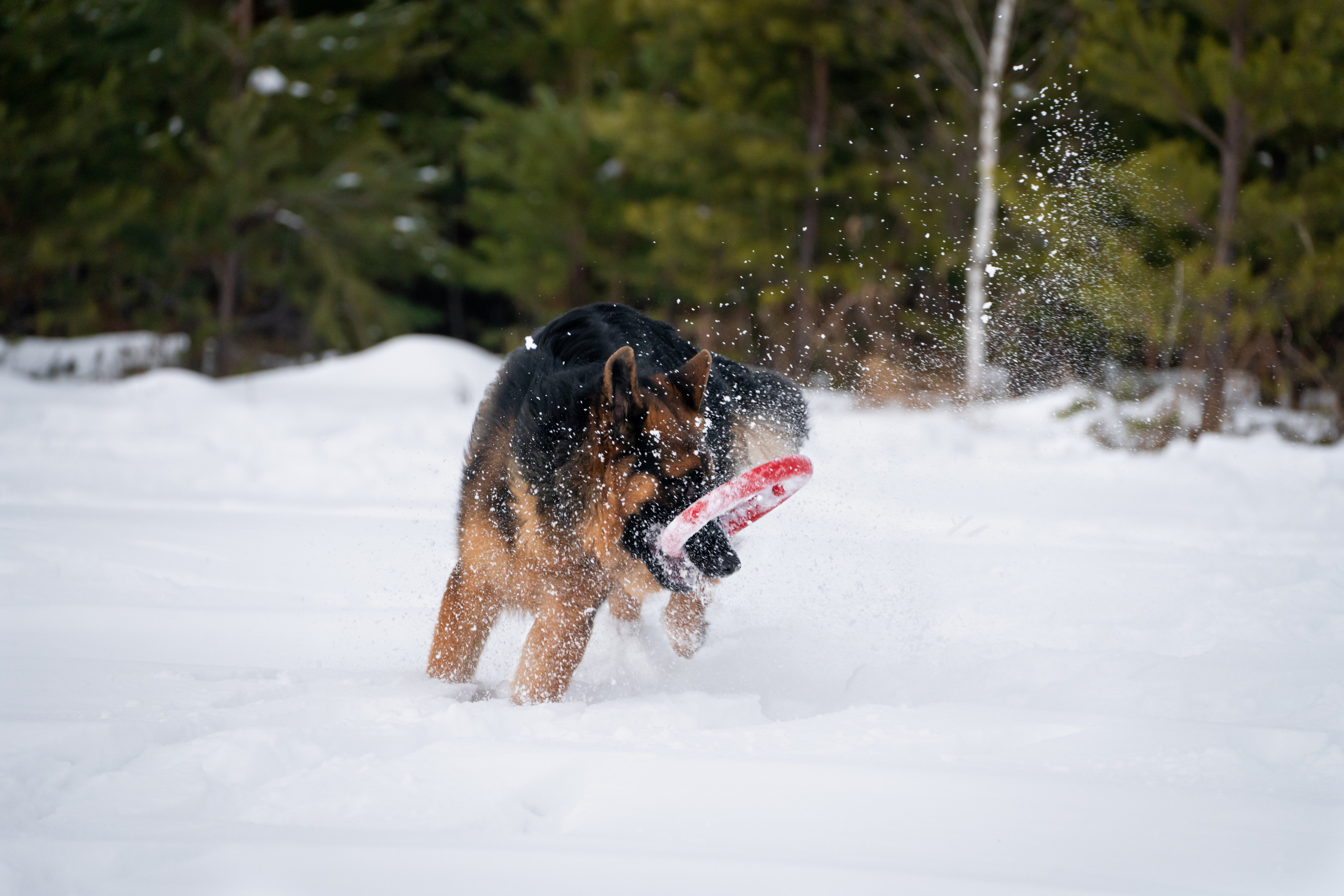 Байкал. Фотограф-анималист Анастасия Большакова