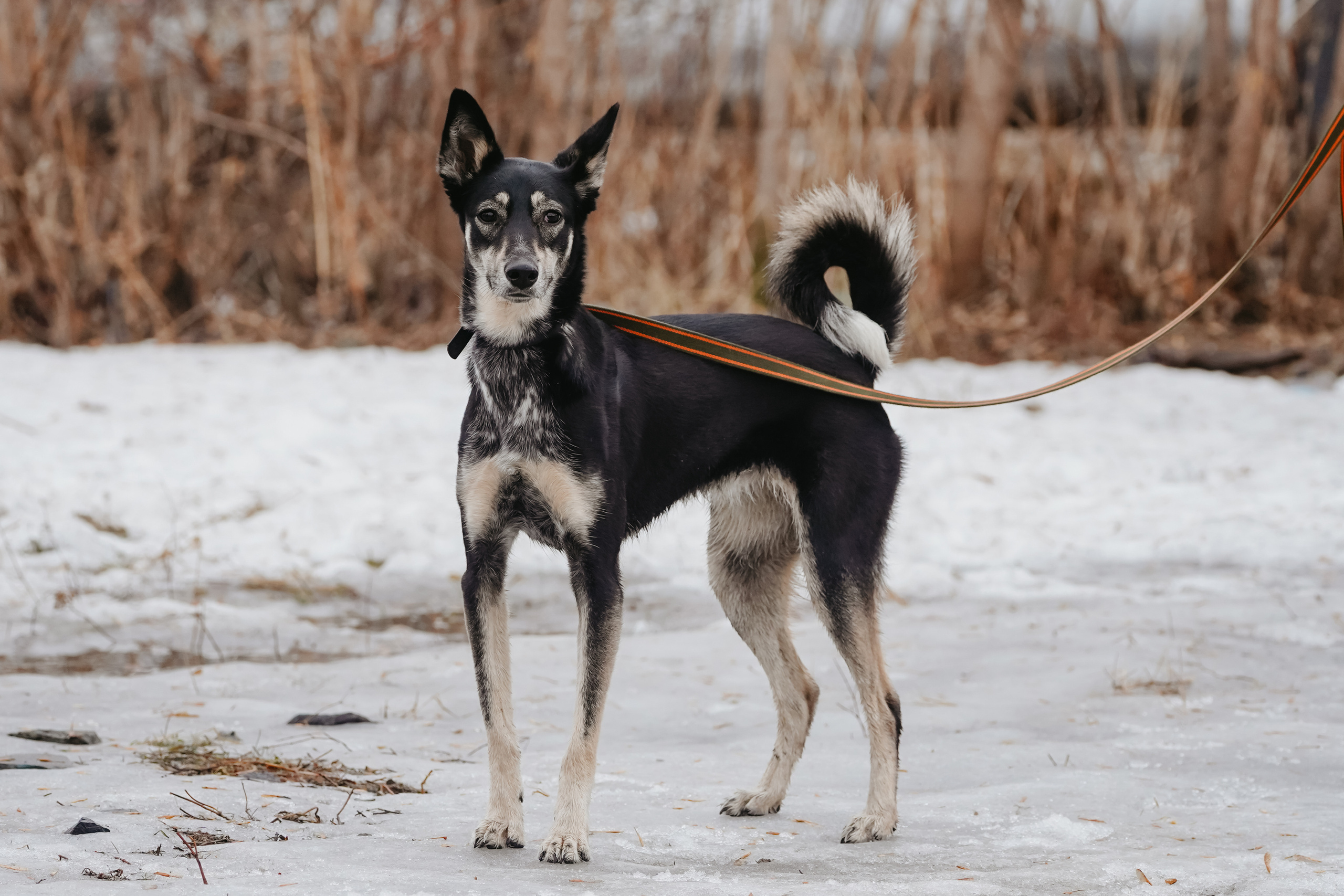 Клуб любителей собак «CANIS». Фотограф-анималист Анастасия Большакова