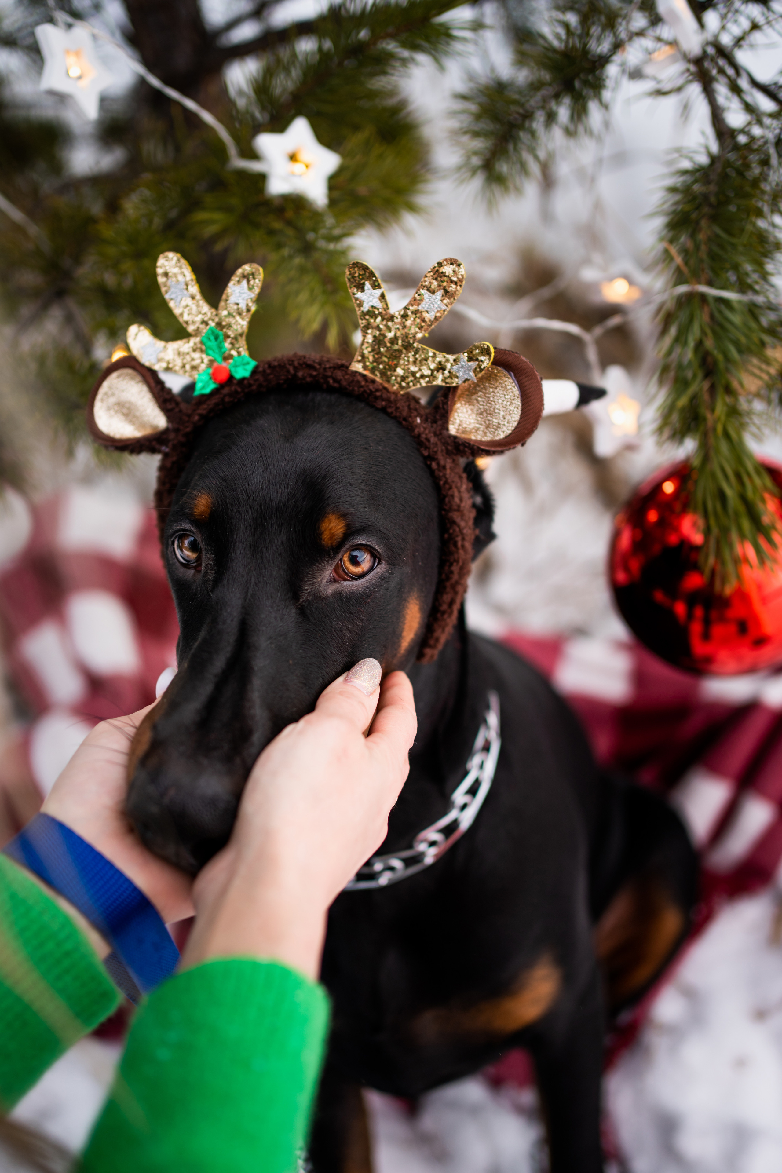 Каспер. Фотограф-анималист Анастасия Большакова