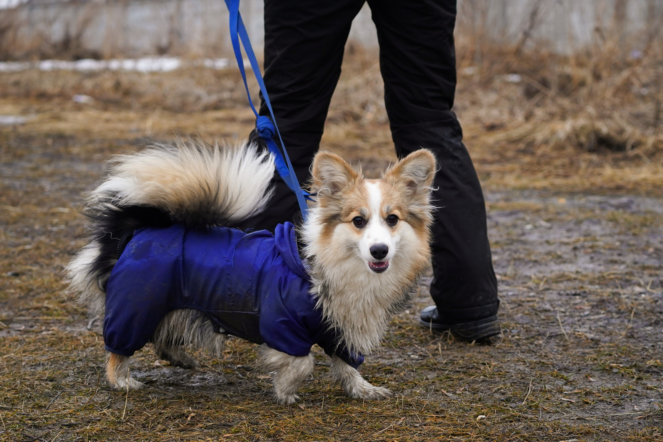 Клуб любителей собак «CANIS». Фотограф-анималист Анастасия Большакова