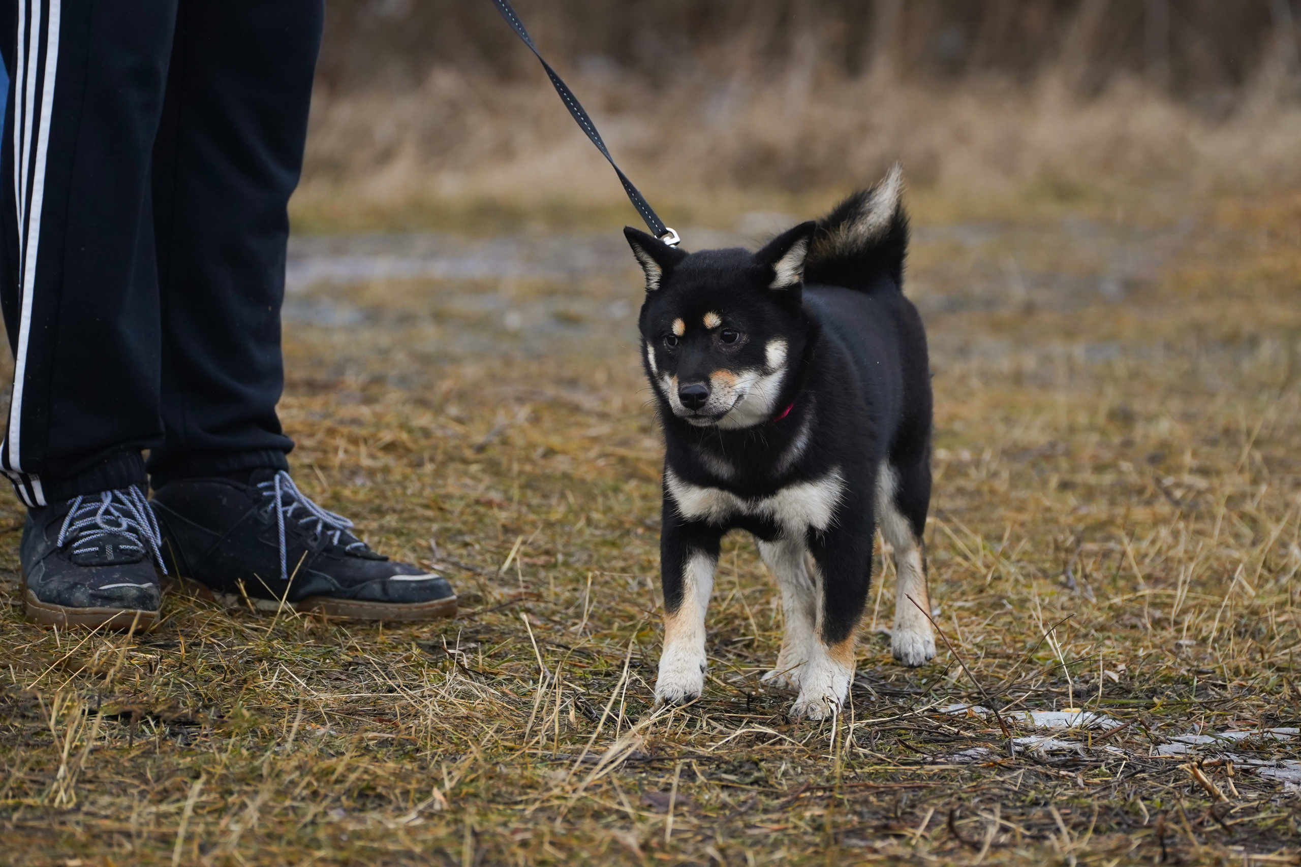 Клуб любителей собак «CANIS». Фотограф-анималист Анастасия Большакова