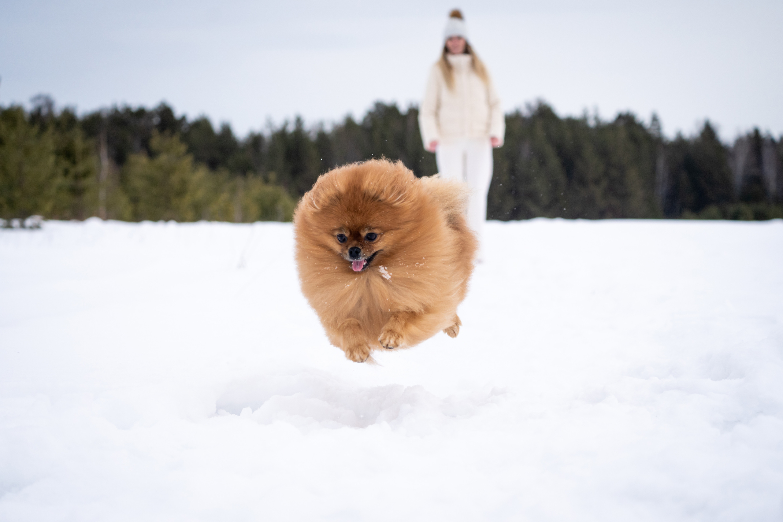 Кесси и Нола. Фотограф-анималист Анастасия Большакова