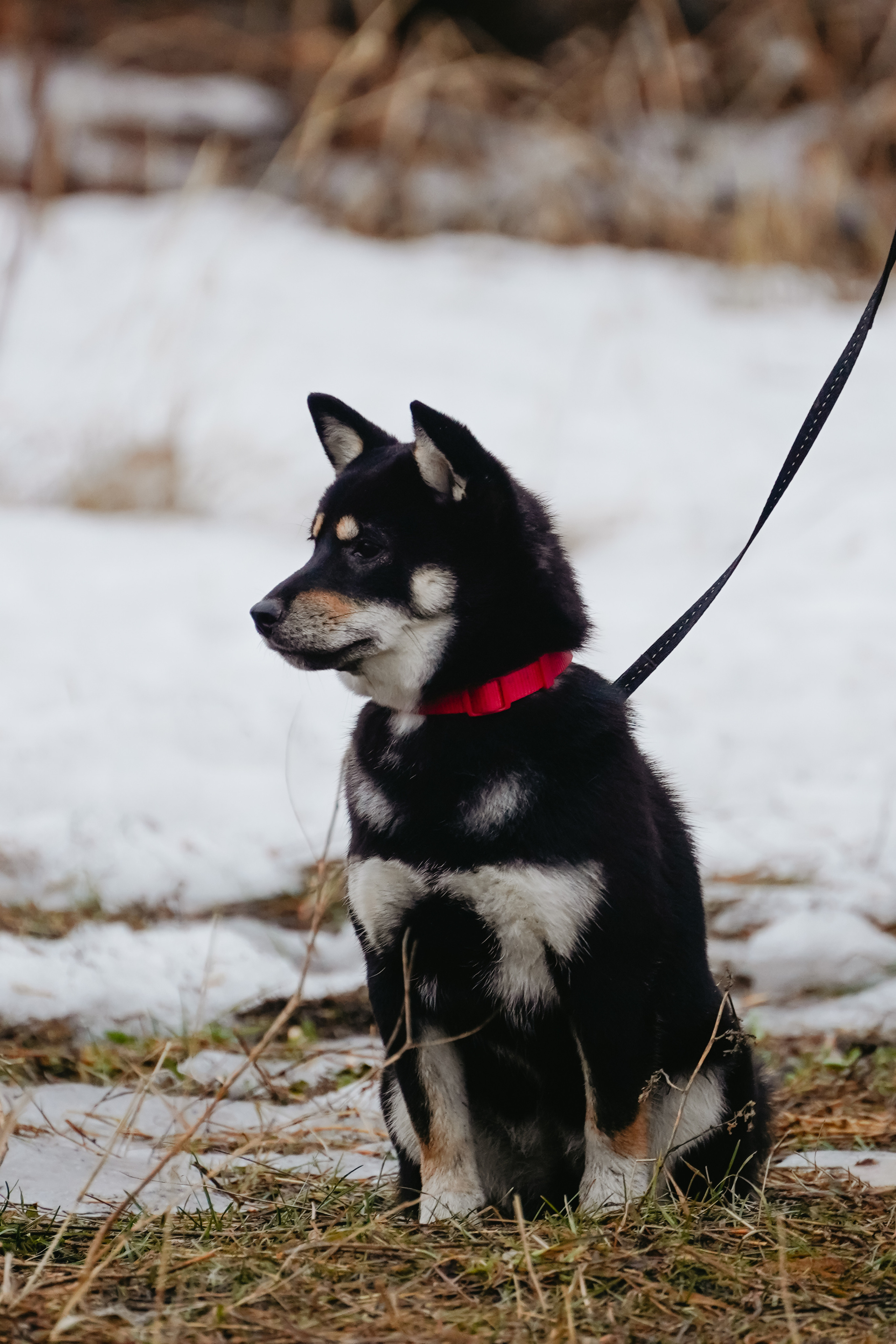 Клуб любителей собак «CANIS». Фотограф-анималист Анастасия Большакова
