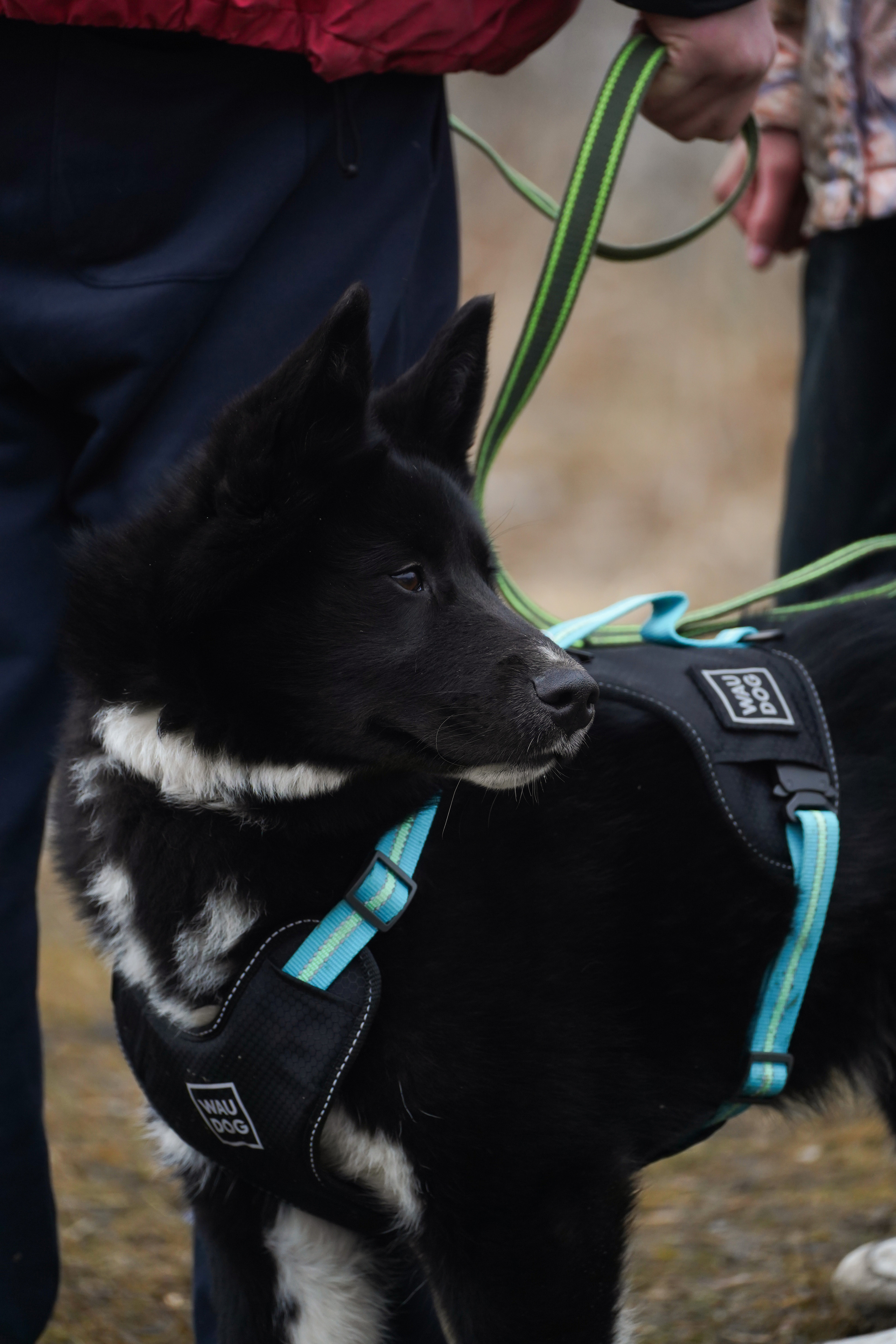 Клуб любителей собак «CANIS». Фотограф-анималист Анастасия Большакова