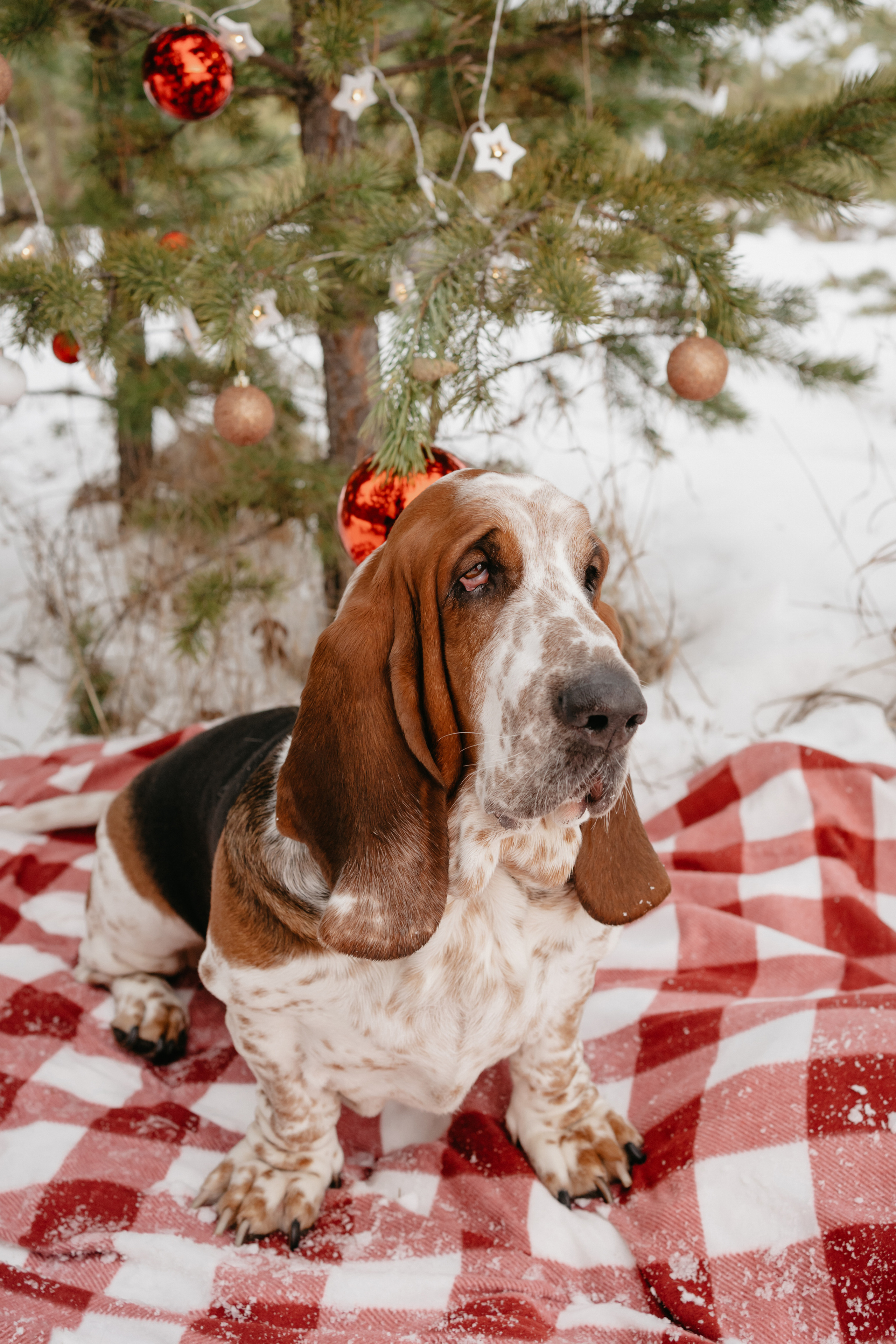Ася и Батик. Фотограф-анималист Анастасия Большакова