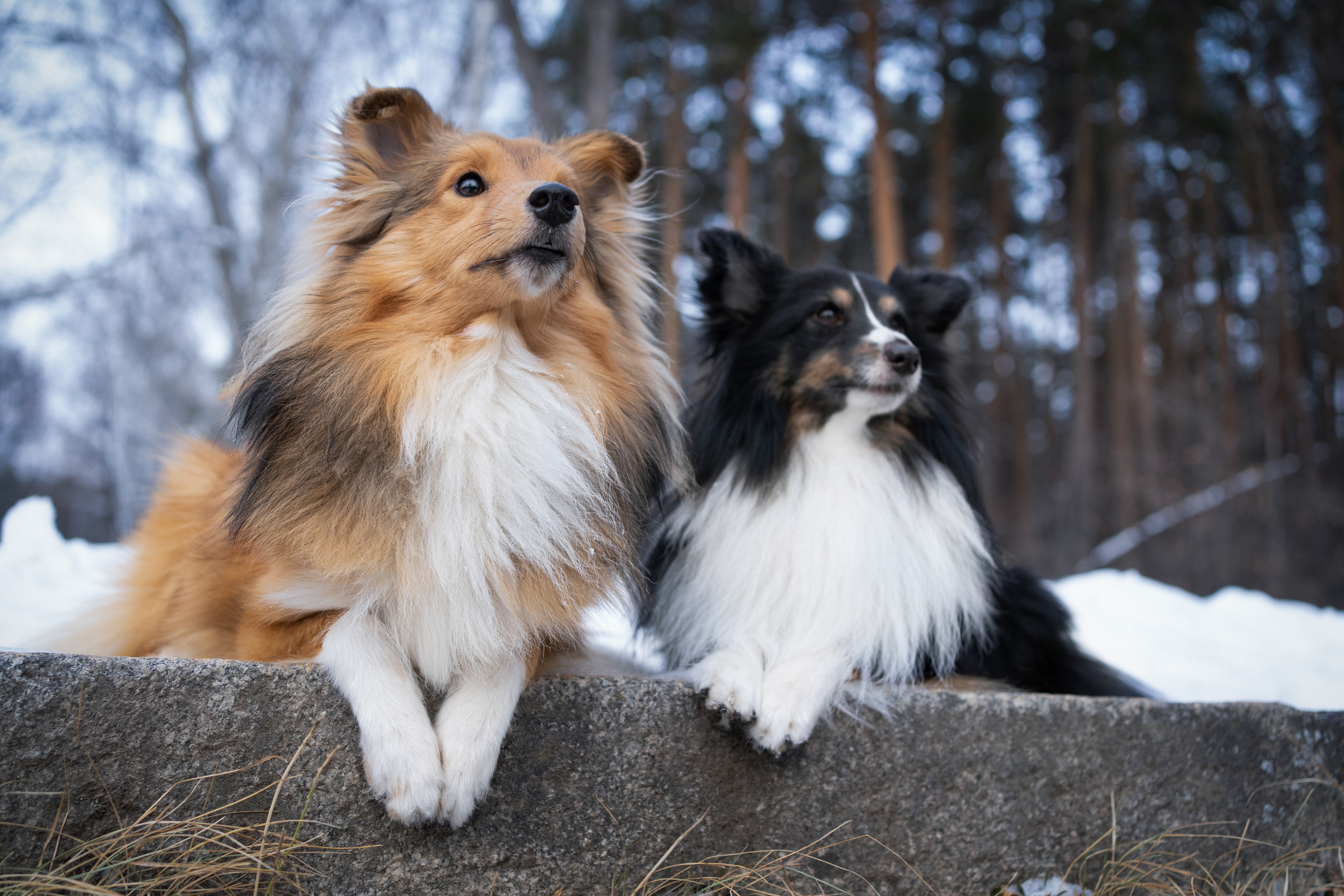 Локки и Руни. Фотограф-анималист Анастасия Большакова