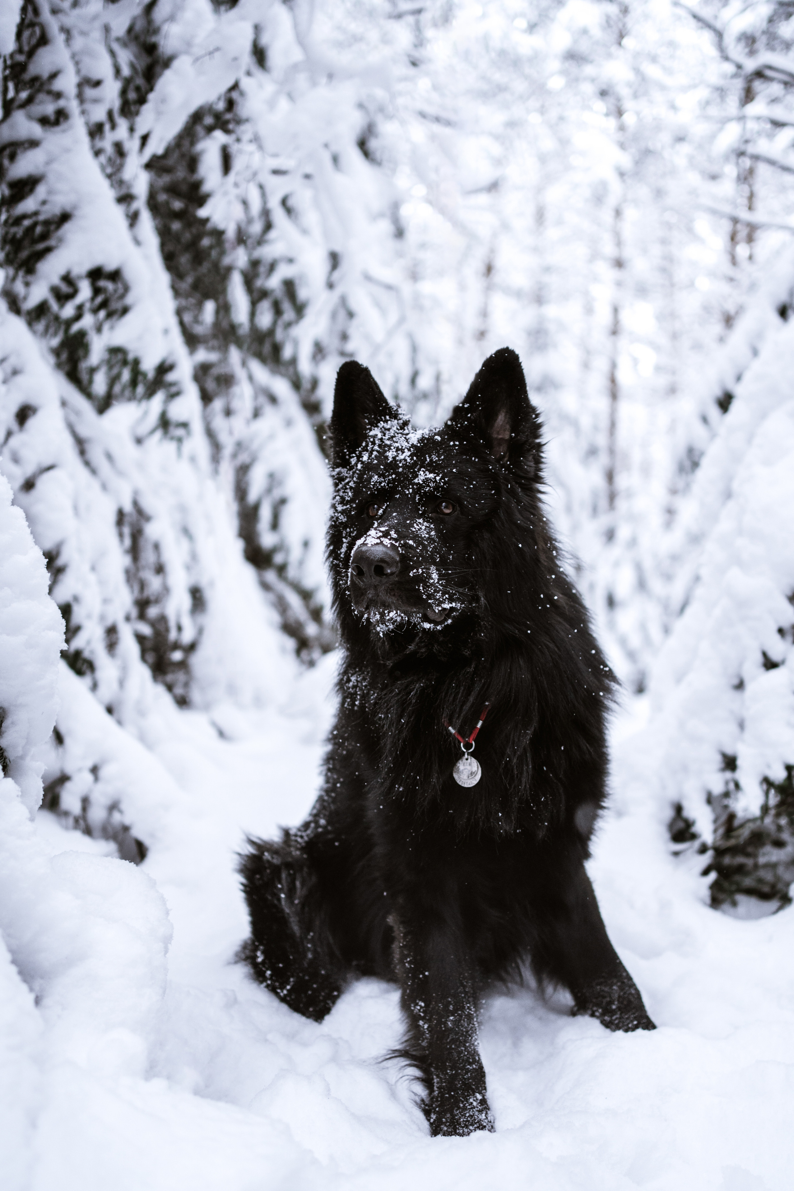 Кай. Фотограф-анималист Анастасия Большакова