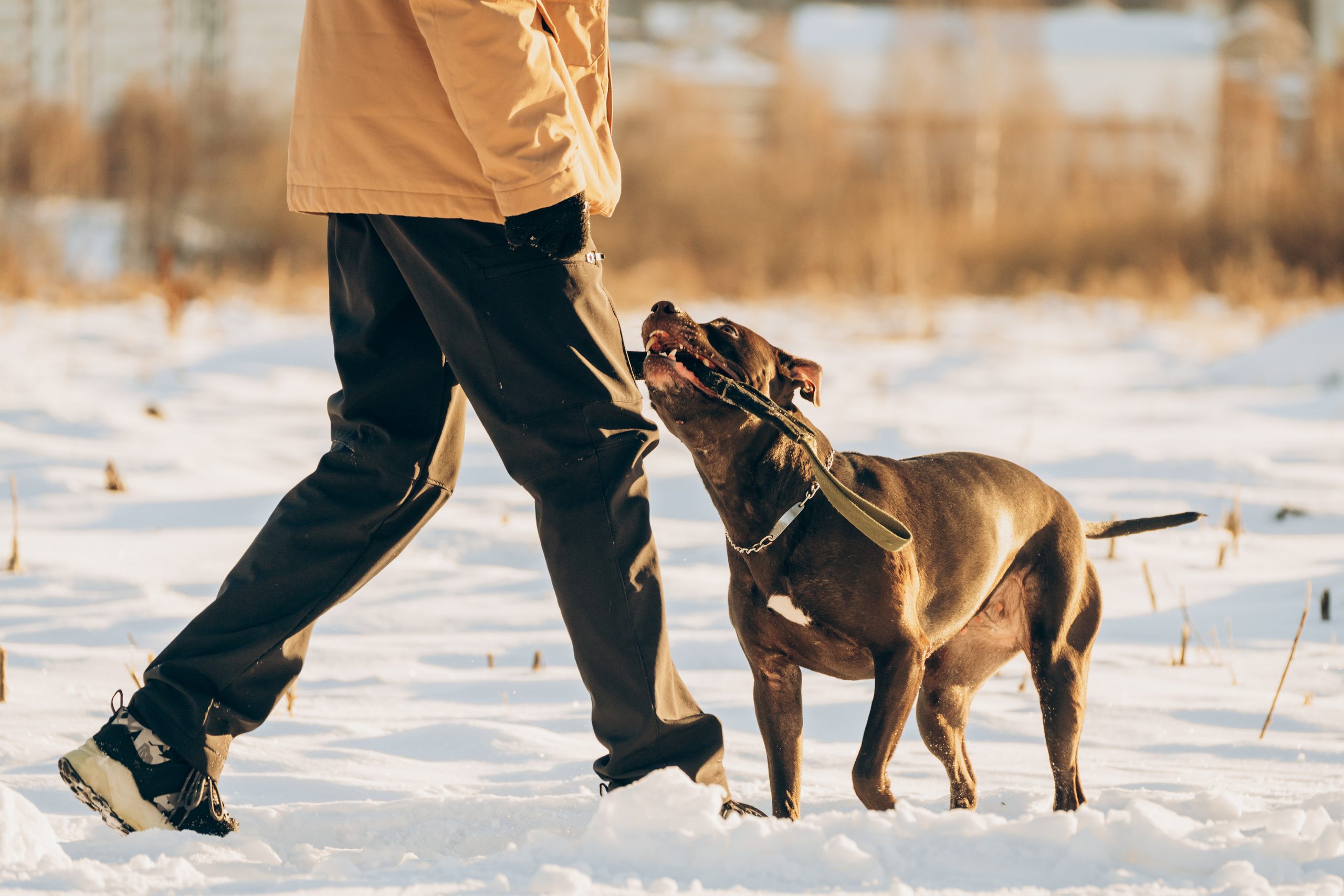Мэгги. Фотограф-анималист Анастасия Большакова