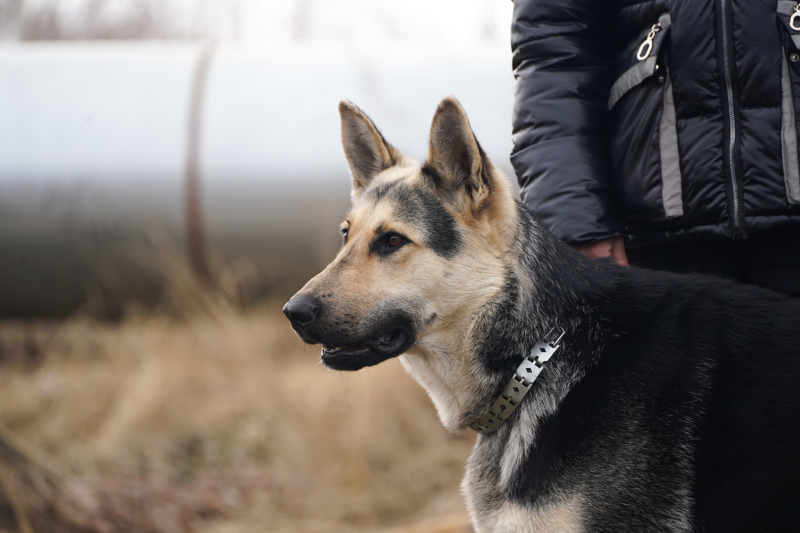 Клуб любителей собак «CANIS». Фотограф-анималист Анастасия Большакова