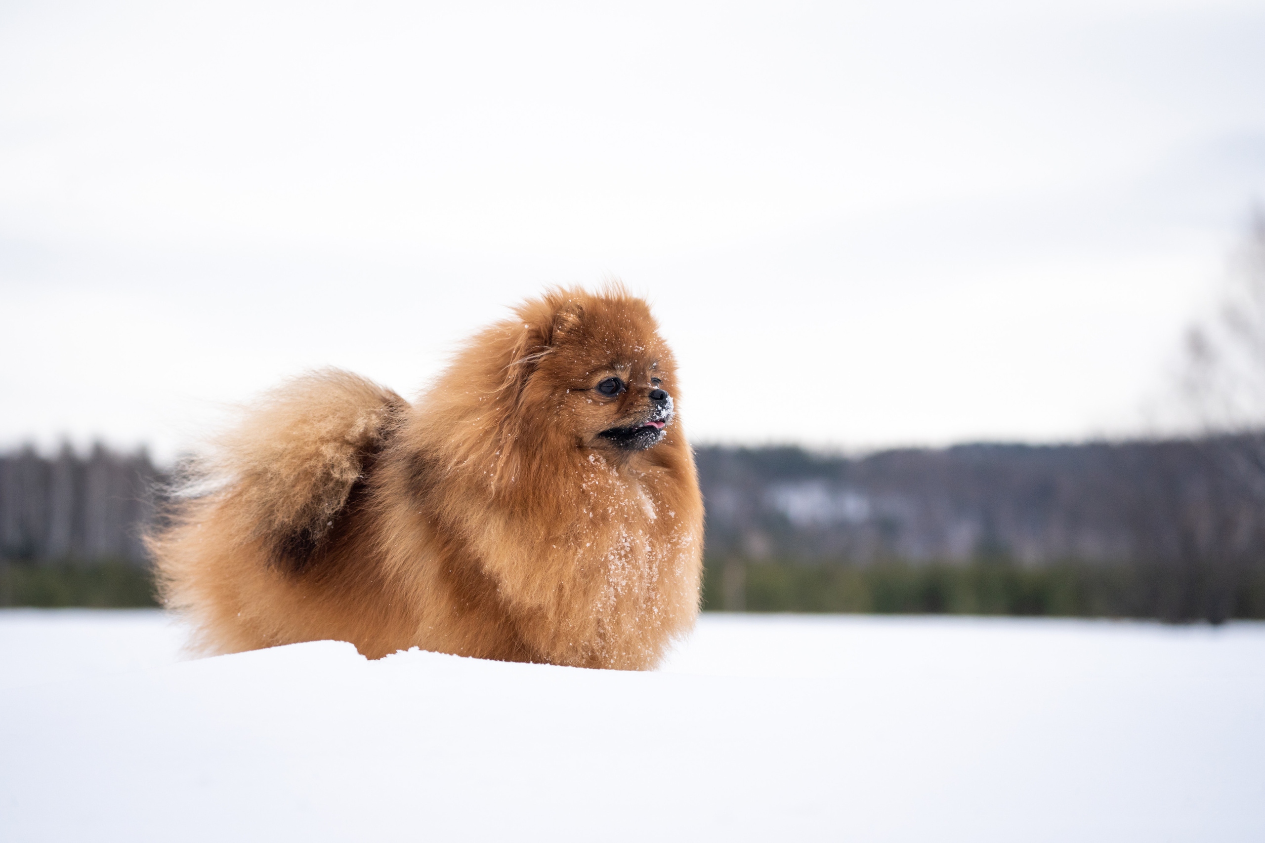 Кесси и Нола. Фотограф-анималист Анастасия Большакова