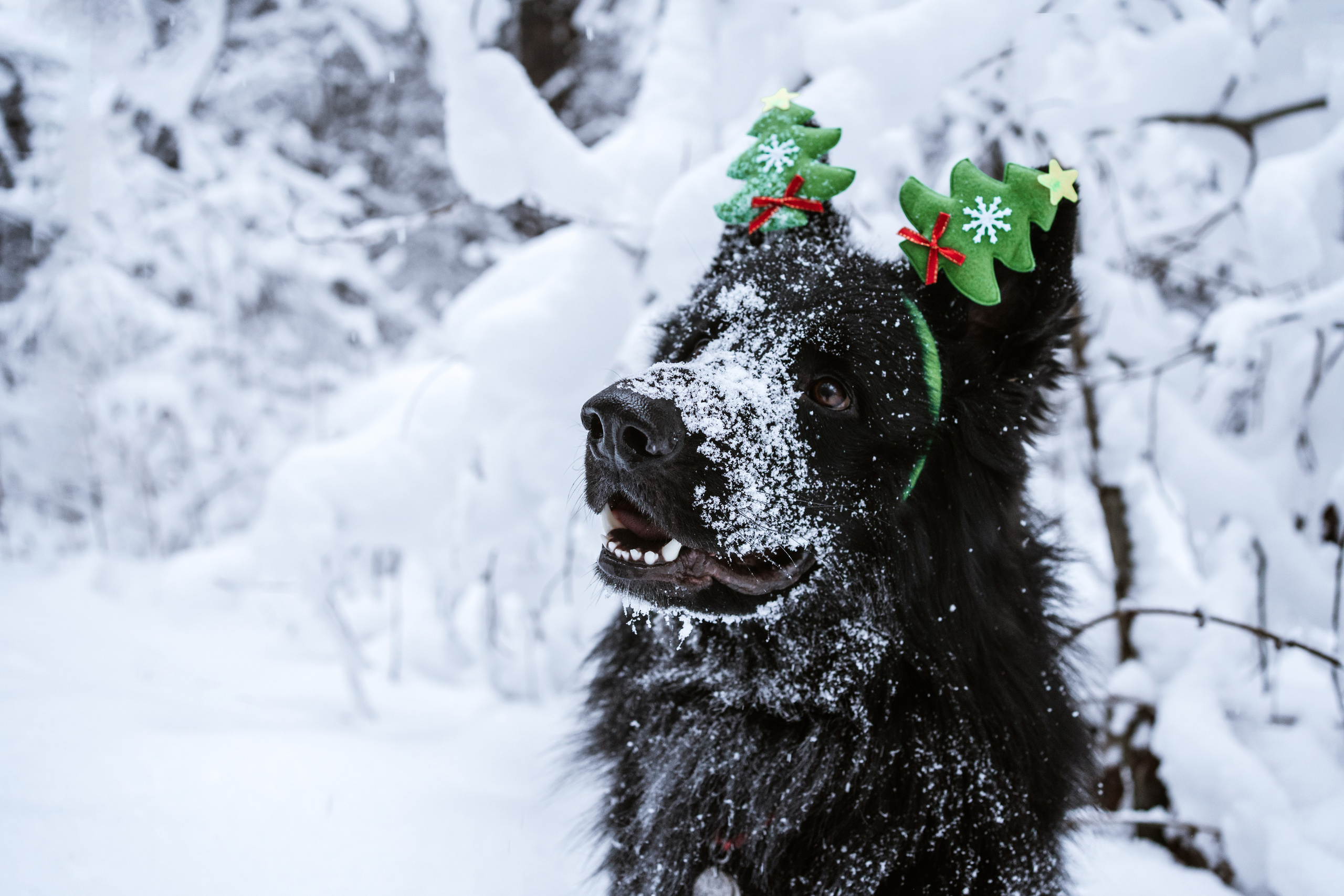 Кай. Фотограф-анималист Анастасия Большакова